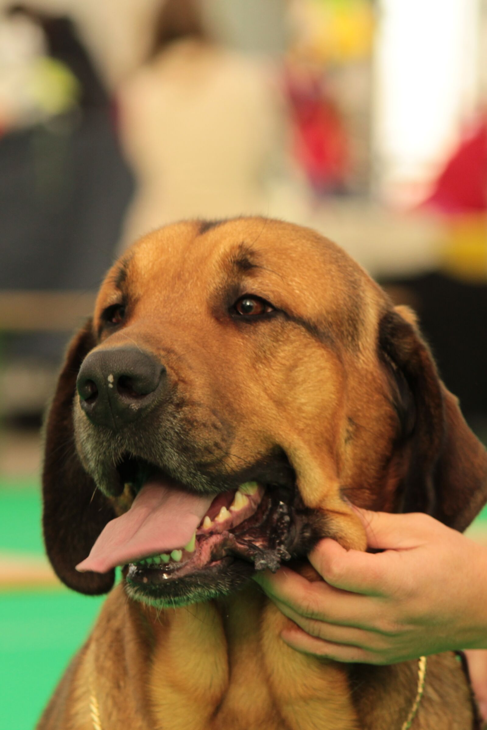 Canon EF-S 55-250mm F4-5.6 IS sample photo. Dog, pet, dogshow photography