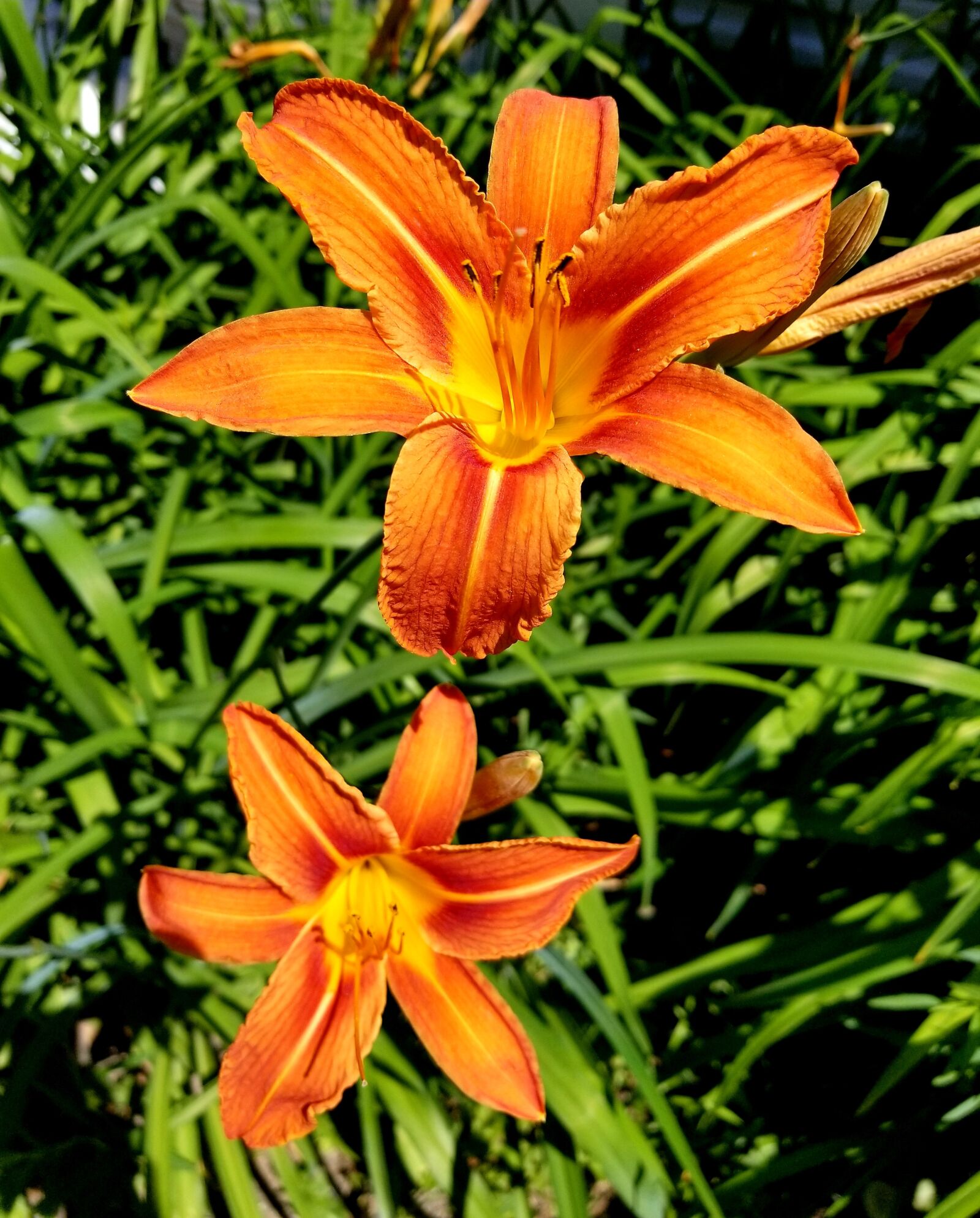 Samsung Galaxy S8+ sample photo. Tiger lily, lily, flower photography