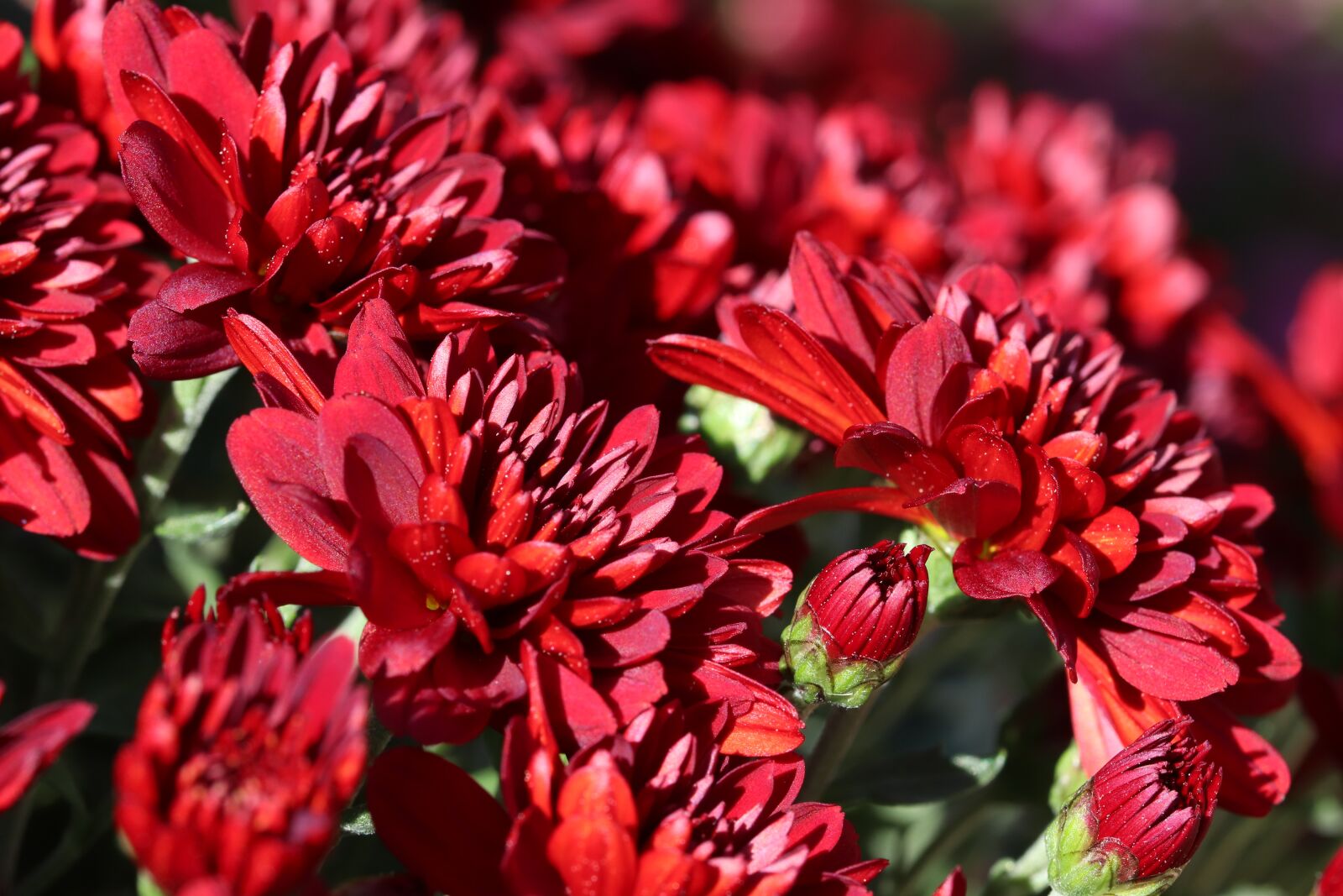 Canon EOS 800D (EOS Rebel T7i / EOS Kiss X9i) sample photo. Chrysanthemum, autumn, flowers photography