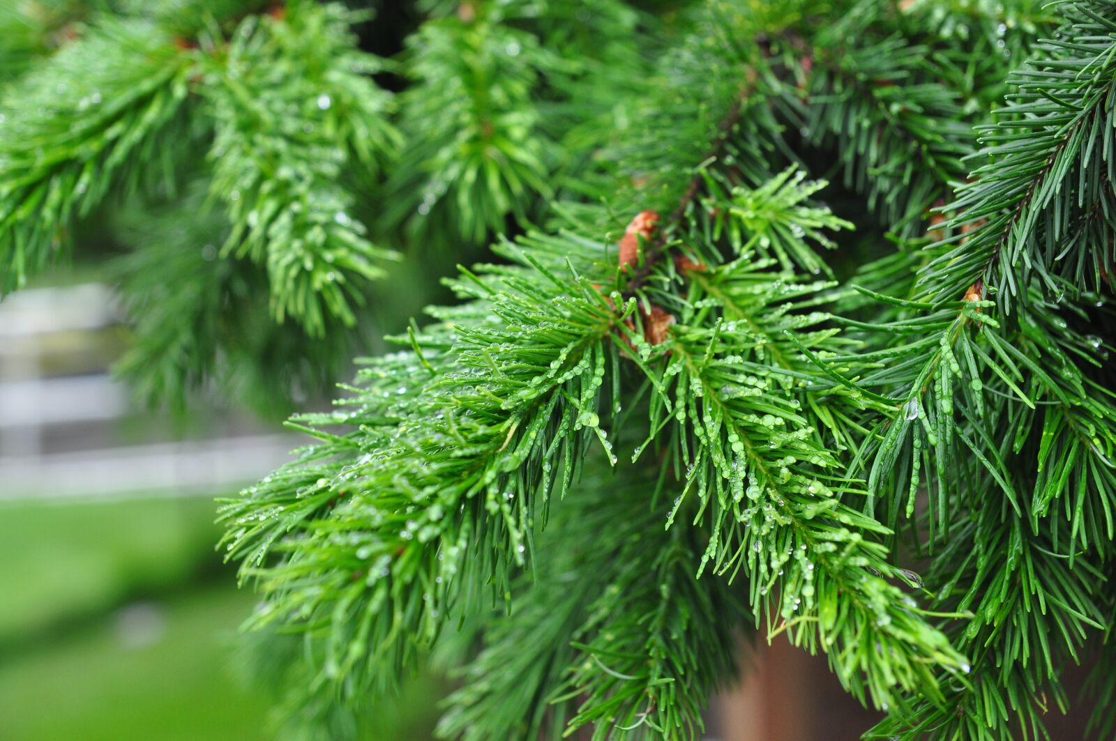 Nikon D90 sample photo. Needle, flora, nature photography