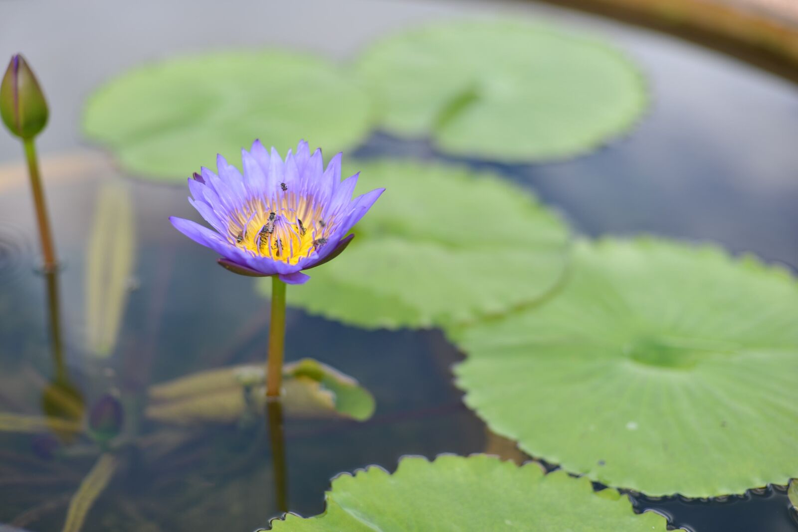 Nikon D600 sample photo. Water lily, lotus, flower photography