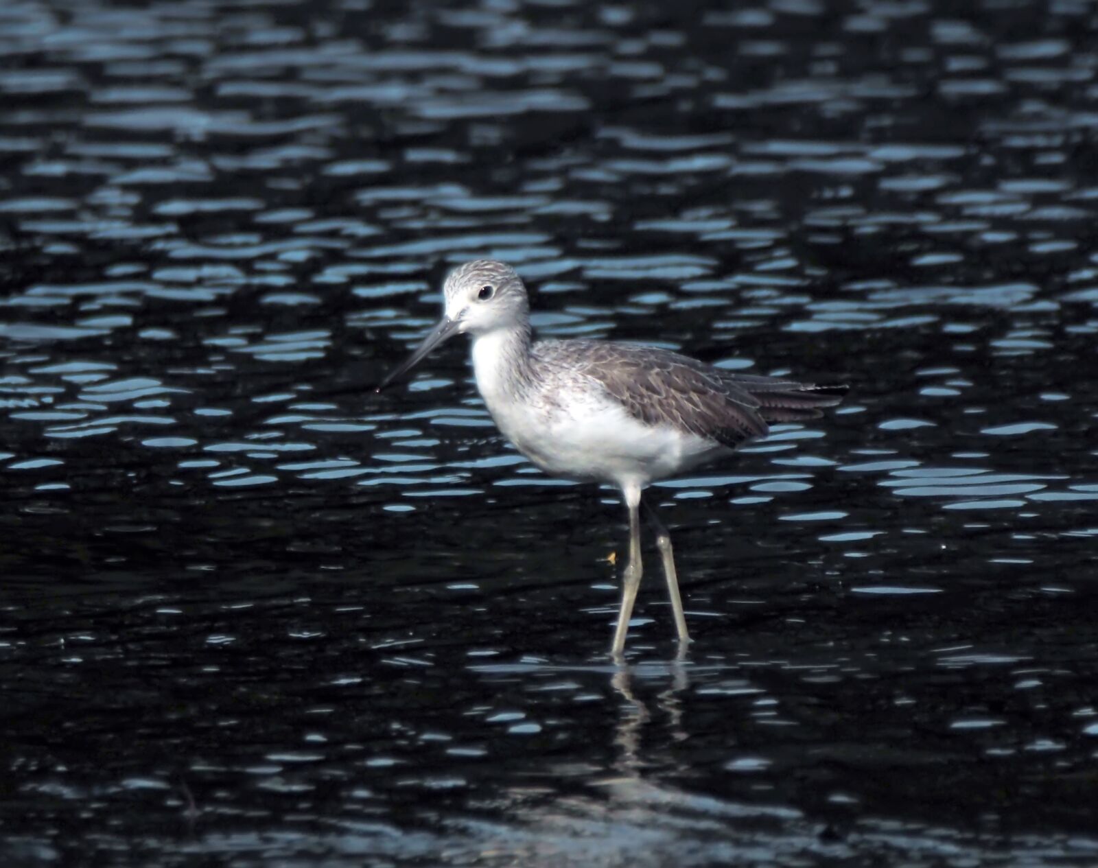 Olympus OM-D E-M1 sample photo. Migratory bird, seasonal, visitors photography
