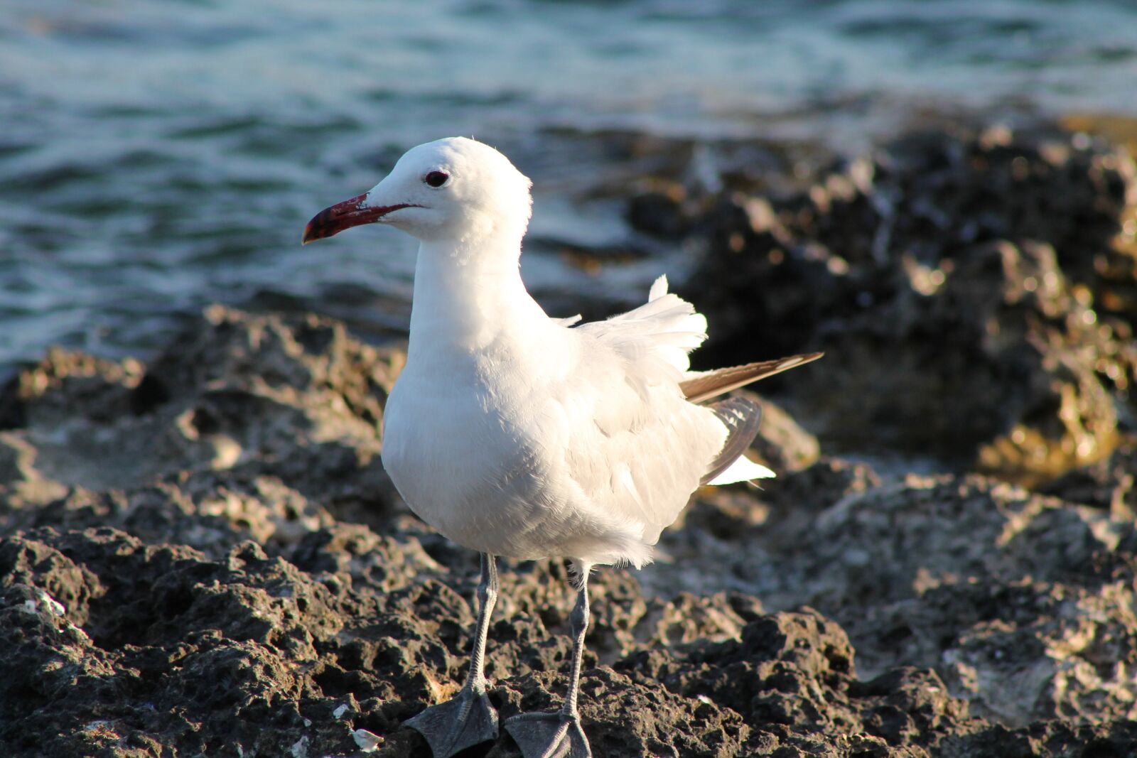 Canon EF75-300mm f/4-5.6 sample photo. Seagull, bird, gulls photography