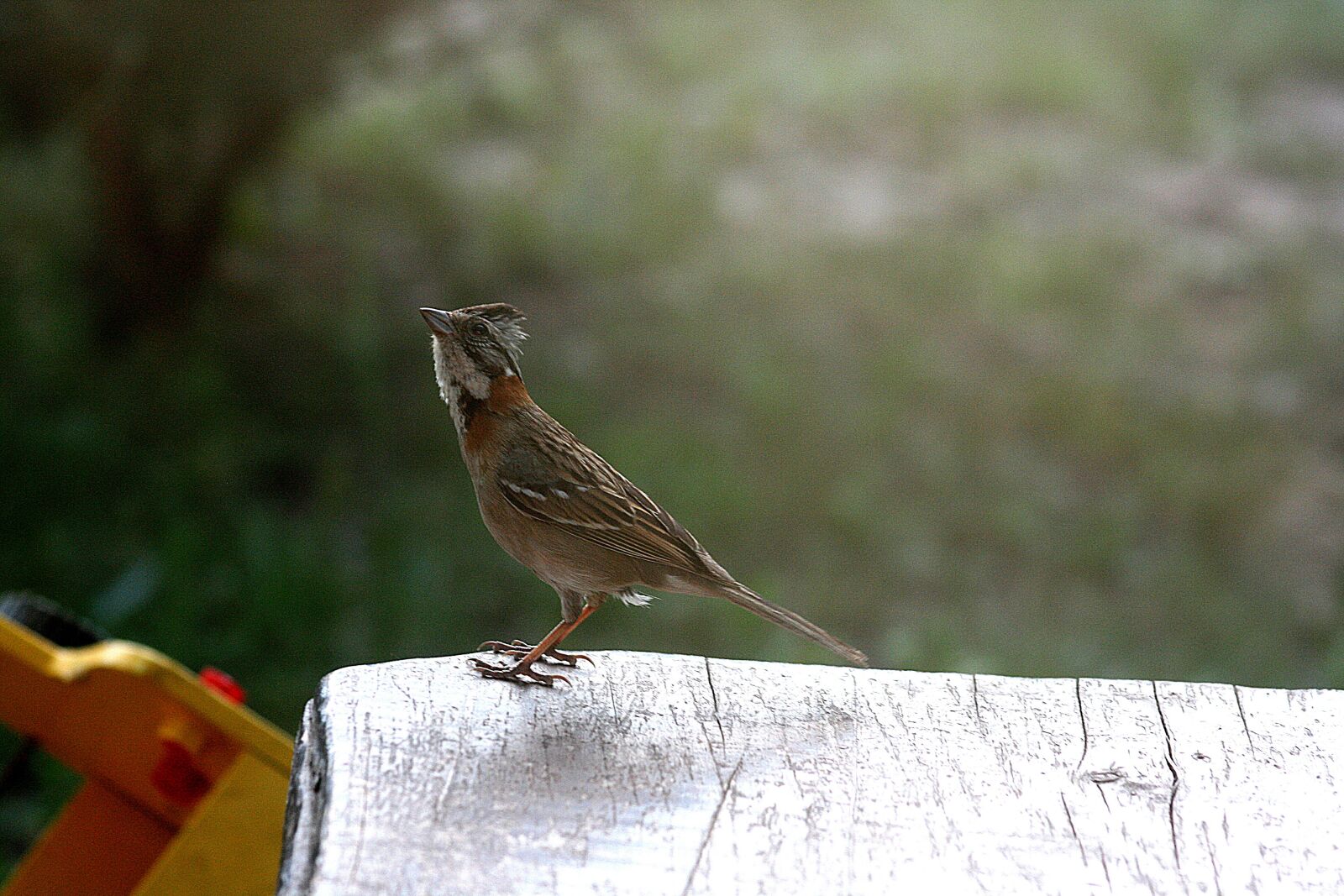 Canon EOS 400D (EOS Digital Rebel XTi / EOS Kiss Digital X) sample photo. Bird, nature, animal photography