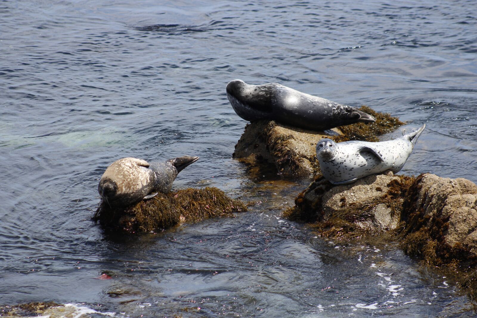 Canon EF 75-300mm f/4-5.6 USM sample photo. California, monterey, seal photography