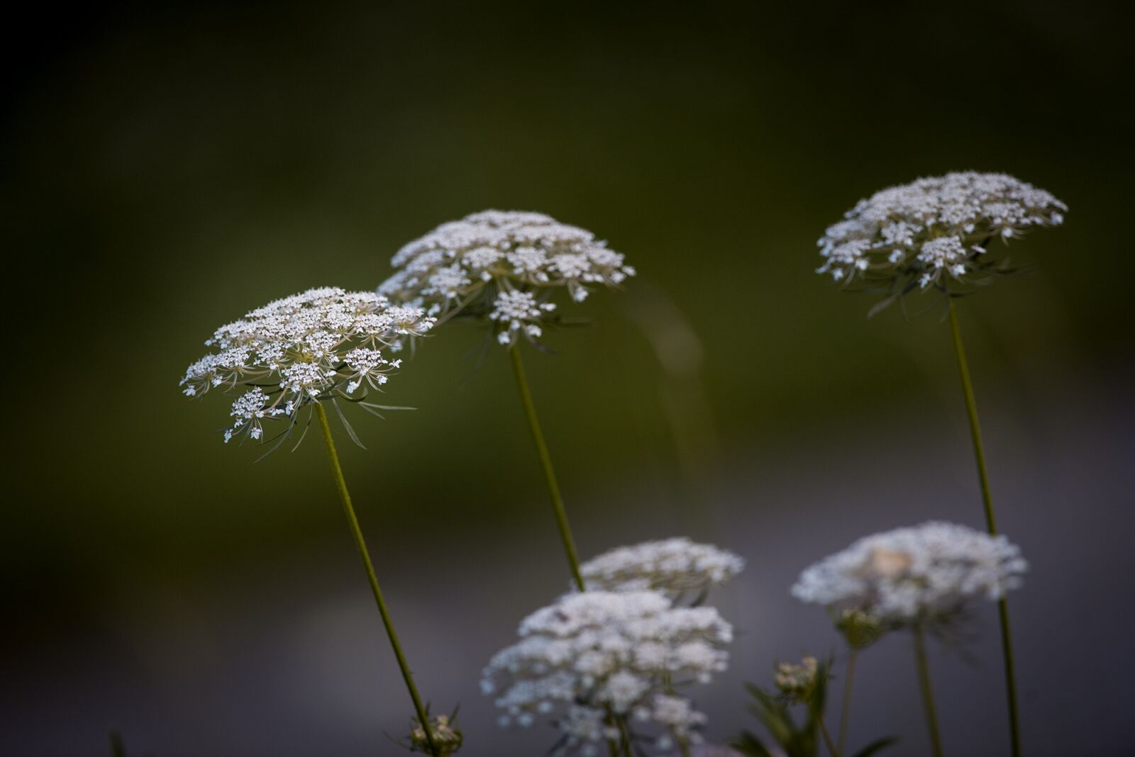 Nikon D750 sample photo. Carrot, wild carrot, plant photography