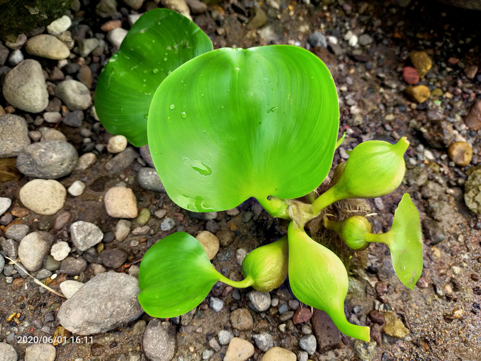 OPPO A9 2020 sample photo. Green, leaf, lily photography