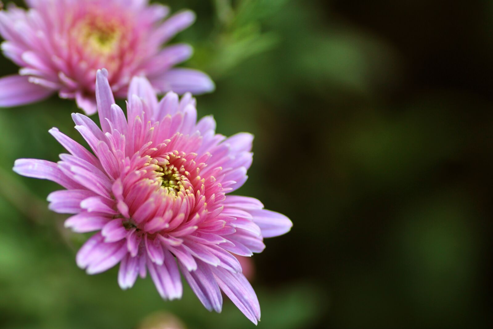 Tamron SP 90mm F2.8 Di VC USD 1:1 Macro sample photo. Chrysanthemum, flower, nature photography