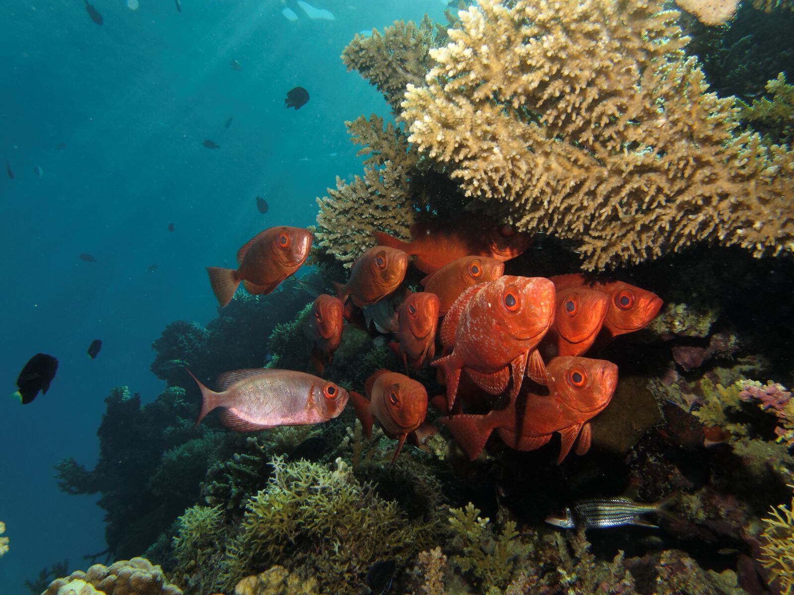 Canon PowerShot G12 sample photo. Swarm, fish, marine life photography