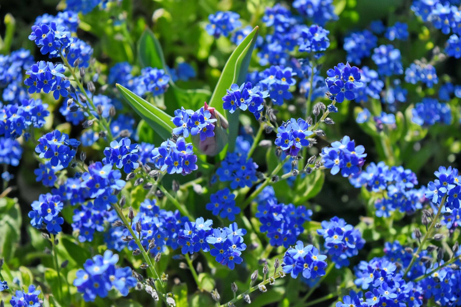 Nikon D5500 sample photo. Nature, plant, flora, herb photography