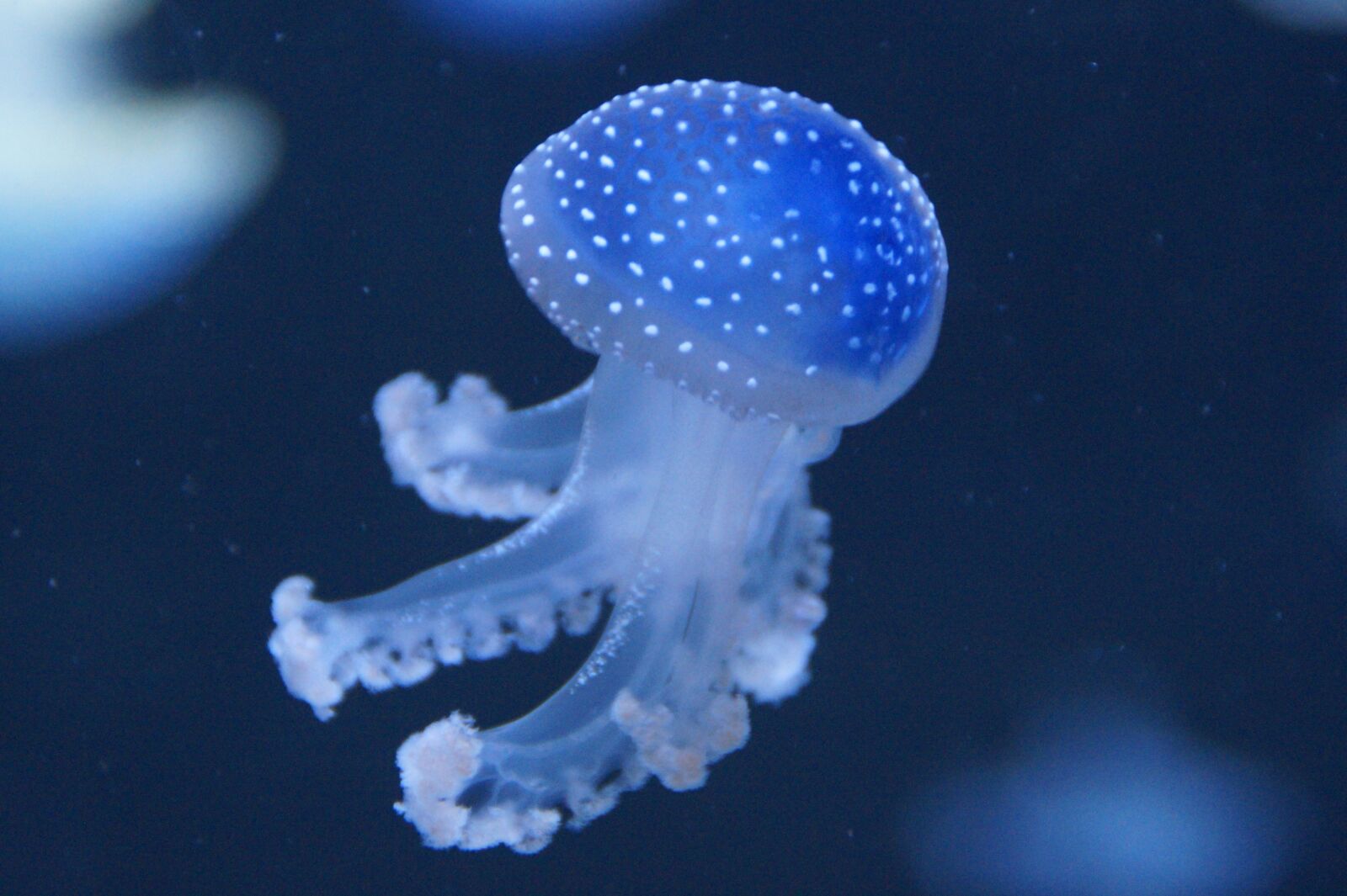 Sony SLT-A58 sample photo. Jellyfish, mollusk, fluorescent photography