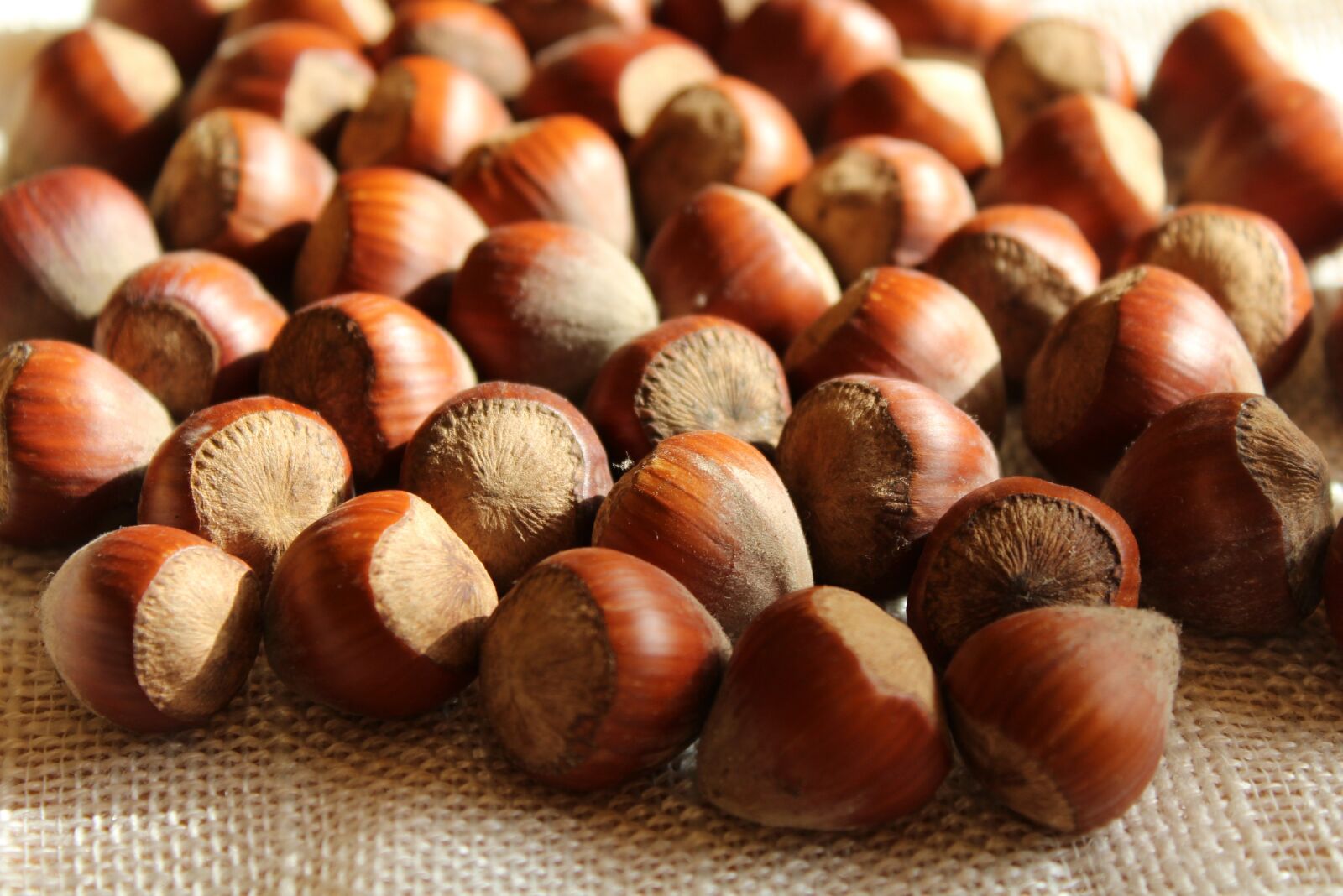 Canon EOS 1200D (EOS Rebel T5 / EOS Kiss X70 / EOS Hi) sample photo. Nuts, hazelnuts, brown photography