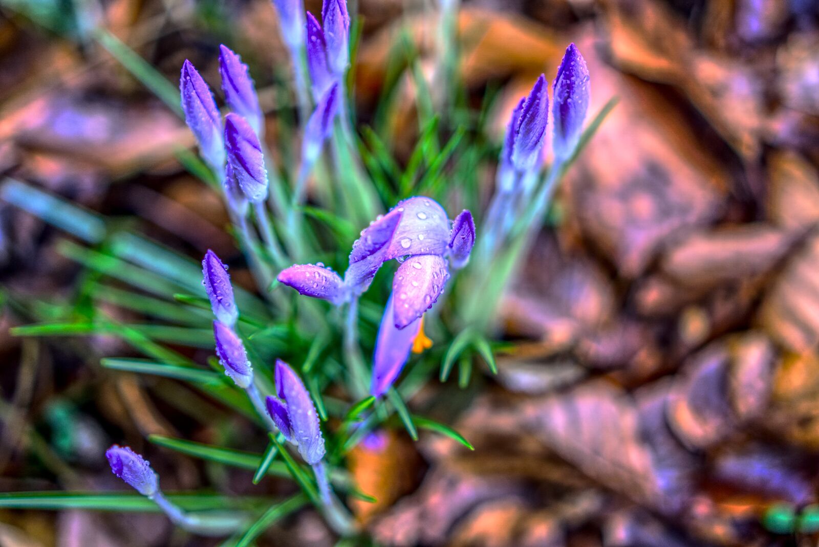 Sony a6000 + Sony E 35mm F1.8 OSS sample photo. Crocus, blossom, bloom photography