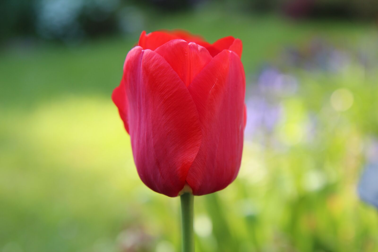 Canon EOS 600D (Rebel EOS T3i / EOS Kiss X5) sample photo. Tulip, red tulip, tulip photography