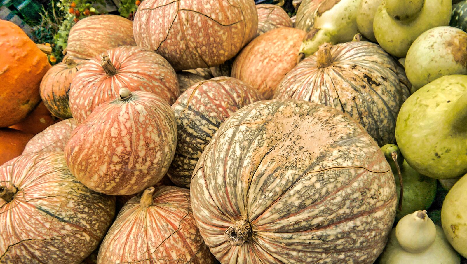 HTC ONE (M8) sample photo. Pumpkins, vegetables, halloween photography