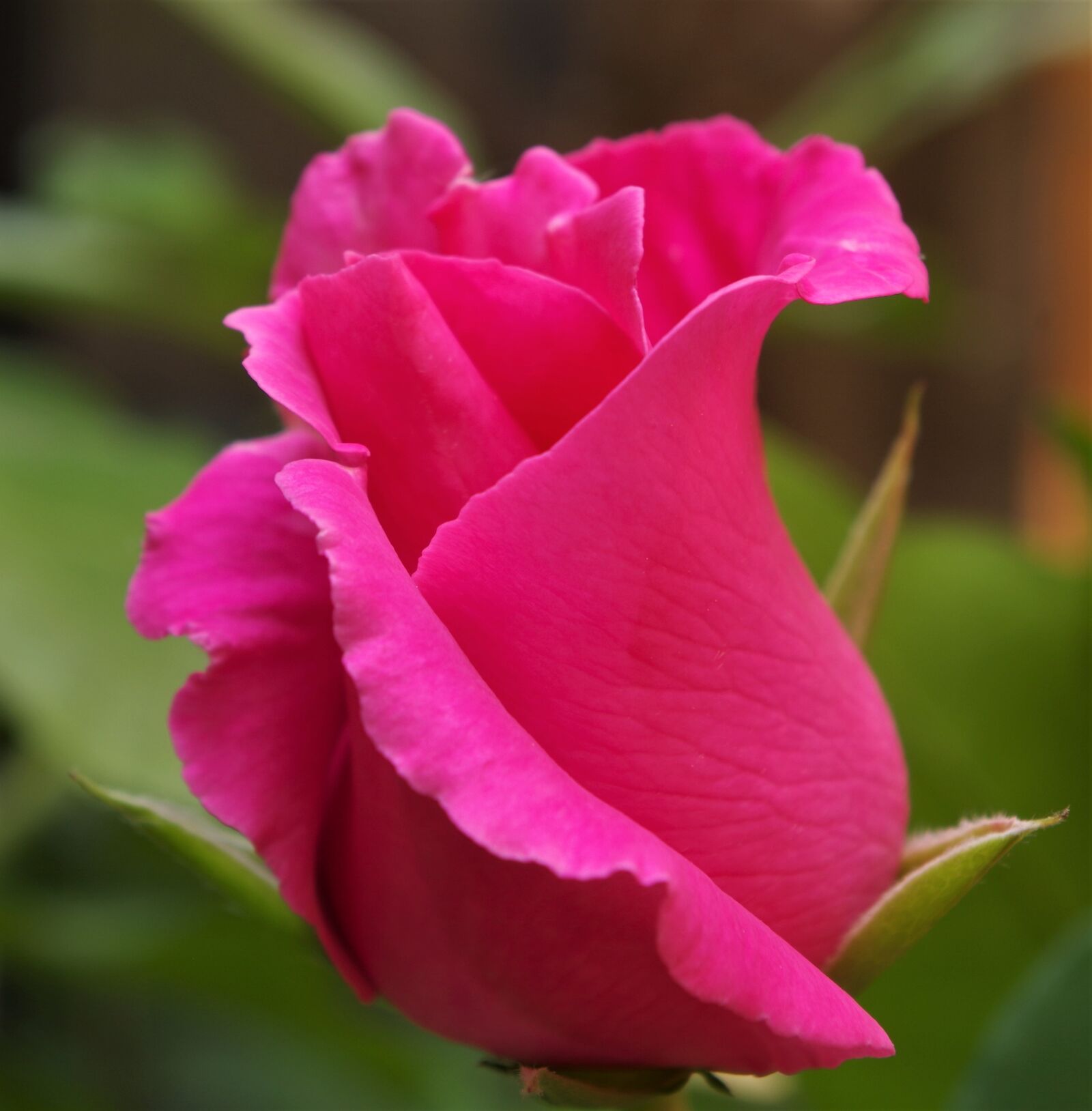 Pentax K-50 sample photo. Rosa, rose, pink rose photography