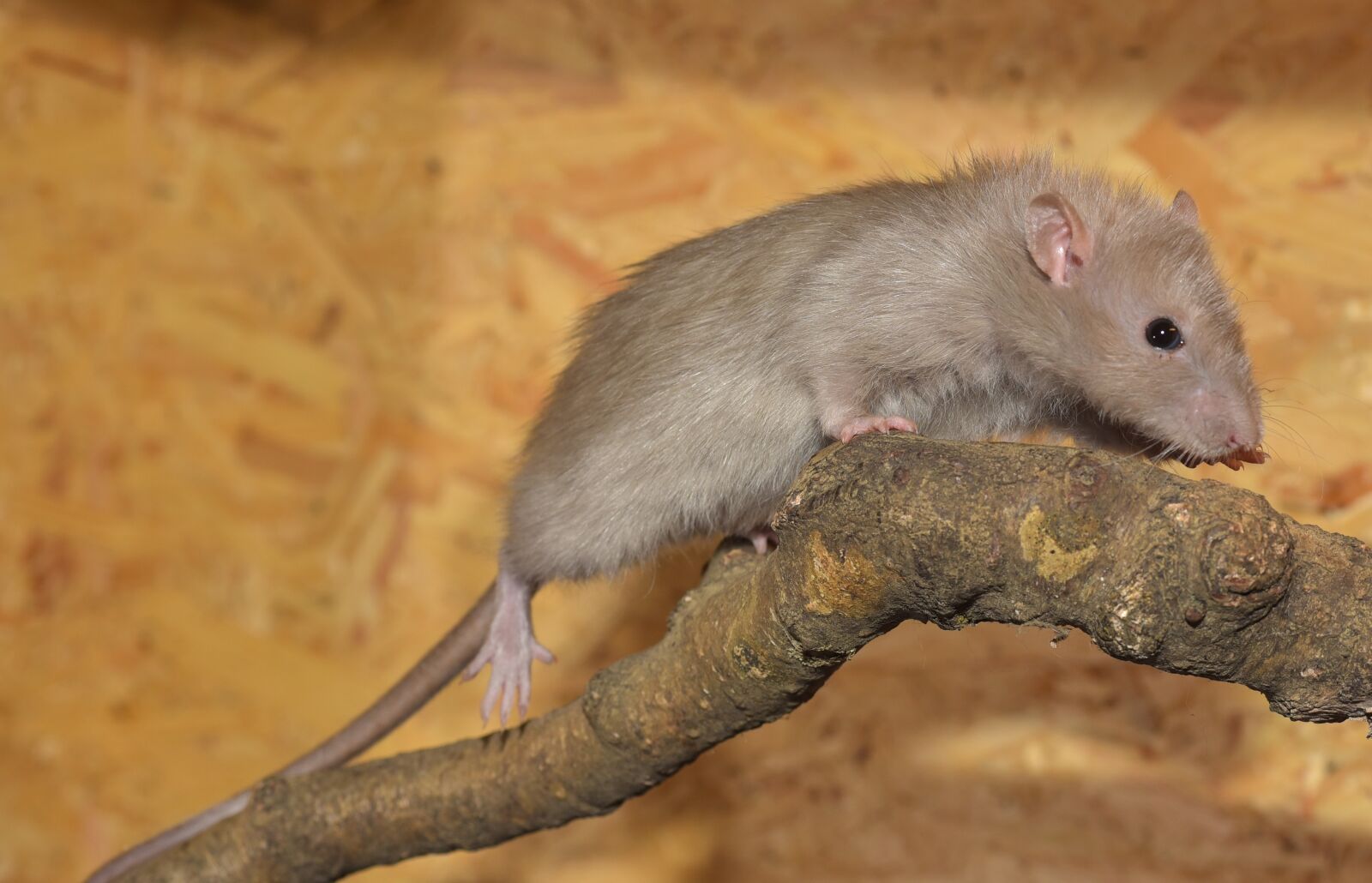 Nikon D750 sample photo. Rat, cute, fur photography