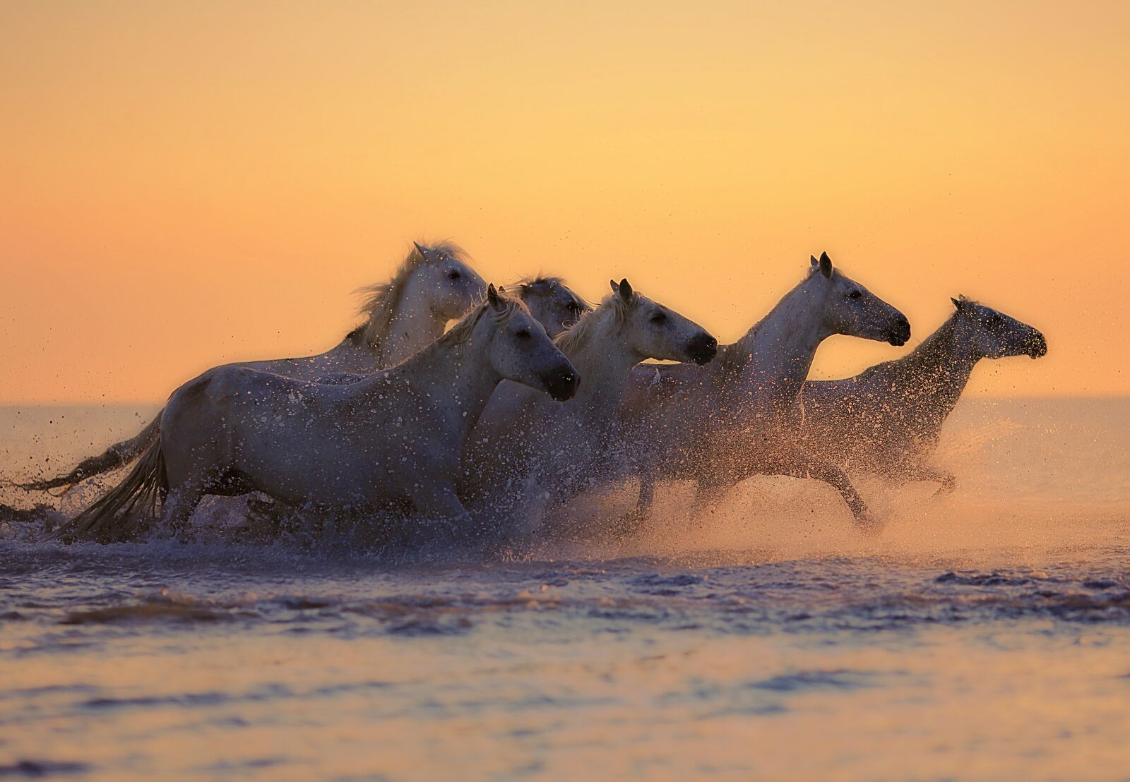 Canon EOS 5D Mark III sample photo. Horses, herd, water photography