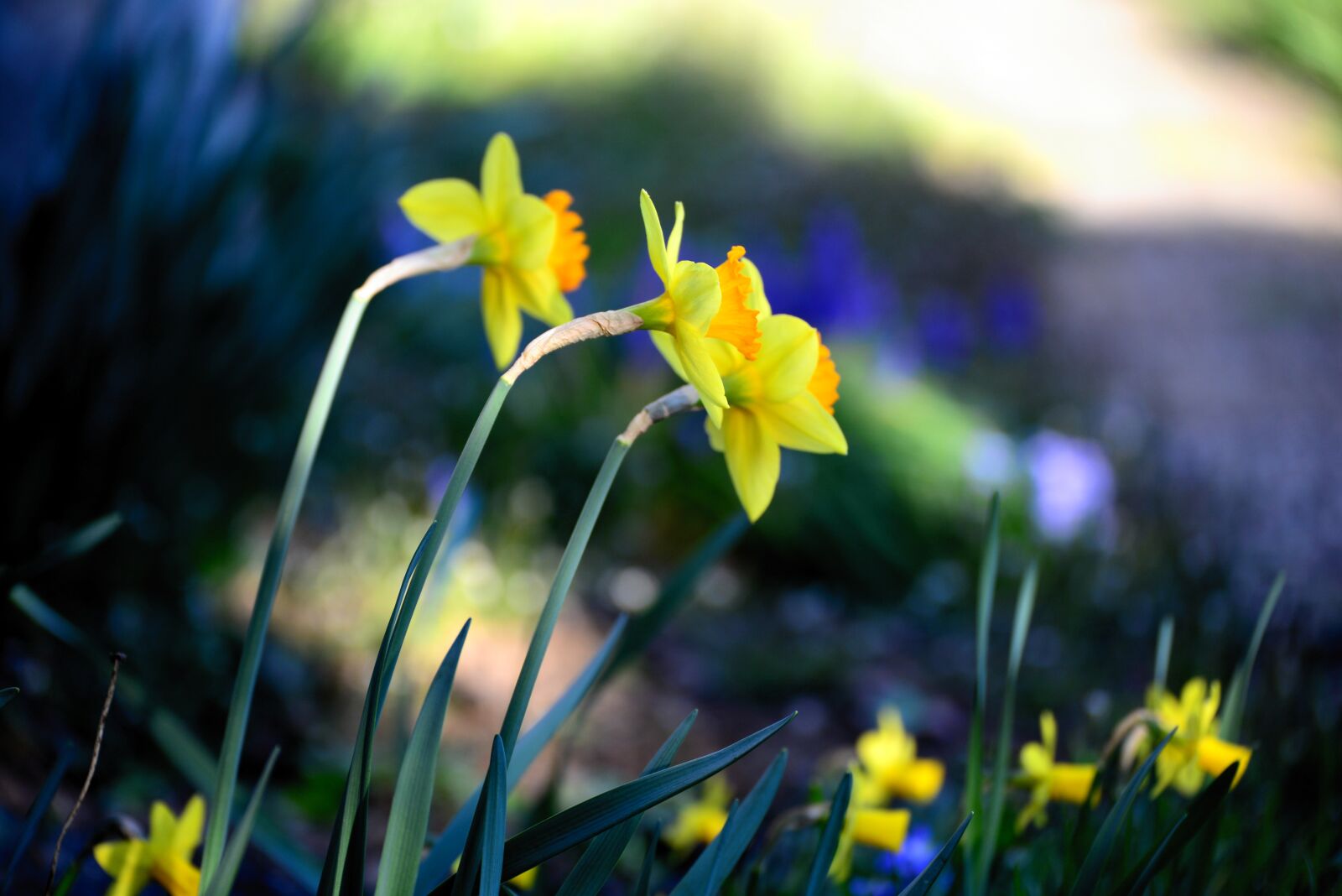 Nikon D610 sample photo. Osterglocken, daffodils, spring photography