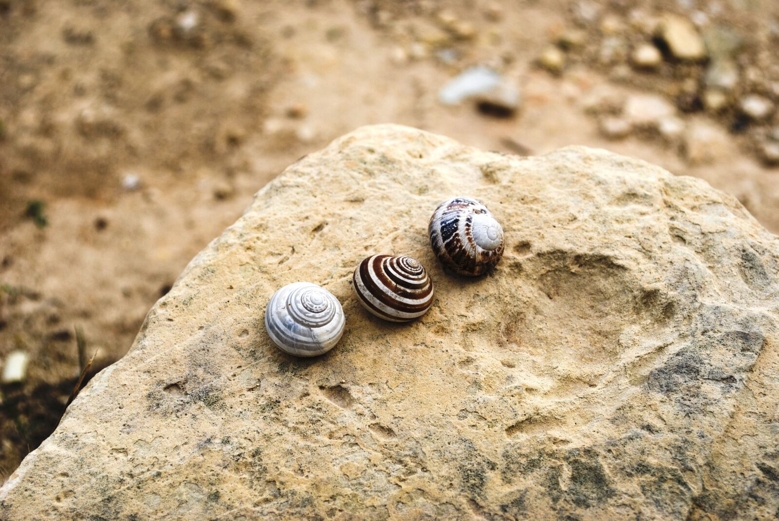 Nikon D60 sample photo. Shell, stone, fossil photography