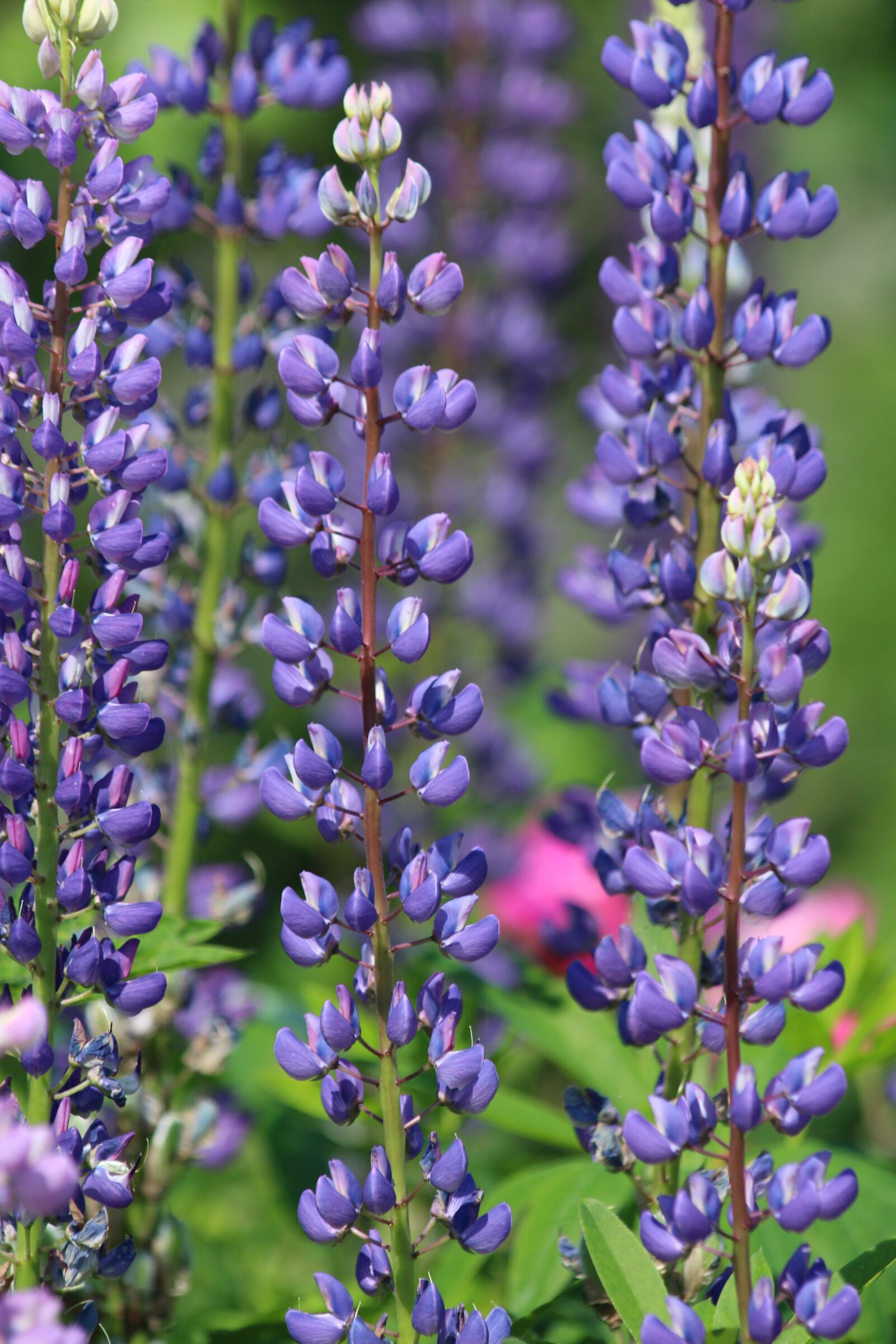 Canon EOS 650D (EOS Rebel T4i / EOS Kiss X6i) sample photo. Lupine, flower, nature photography