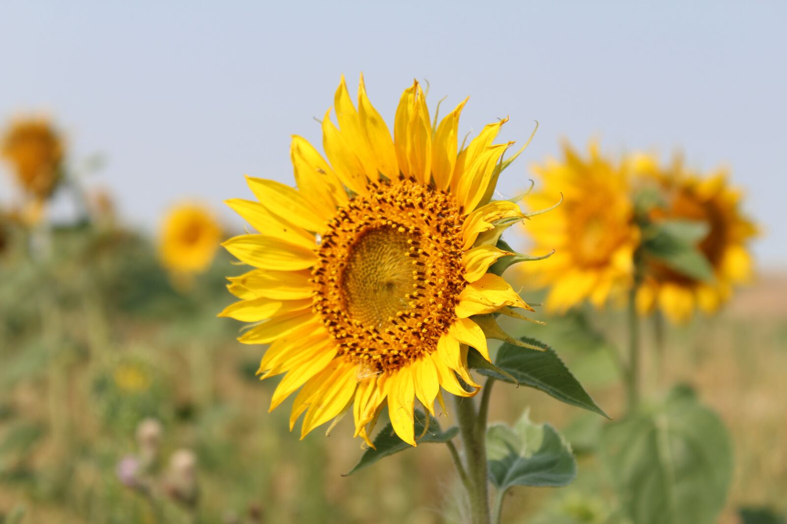 Canon EOS 1300D (EOS Rebel T6 / EOS Kiss X80) sample photo. Flower, sunflower, bloom photography