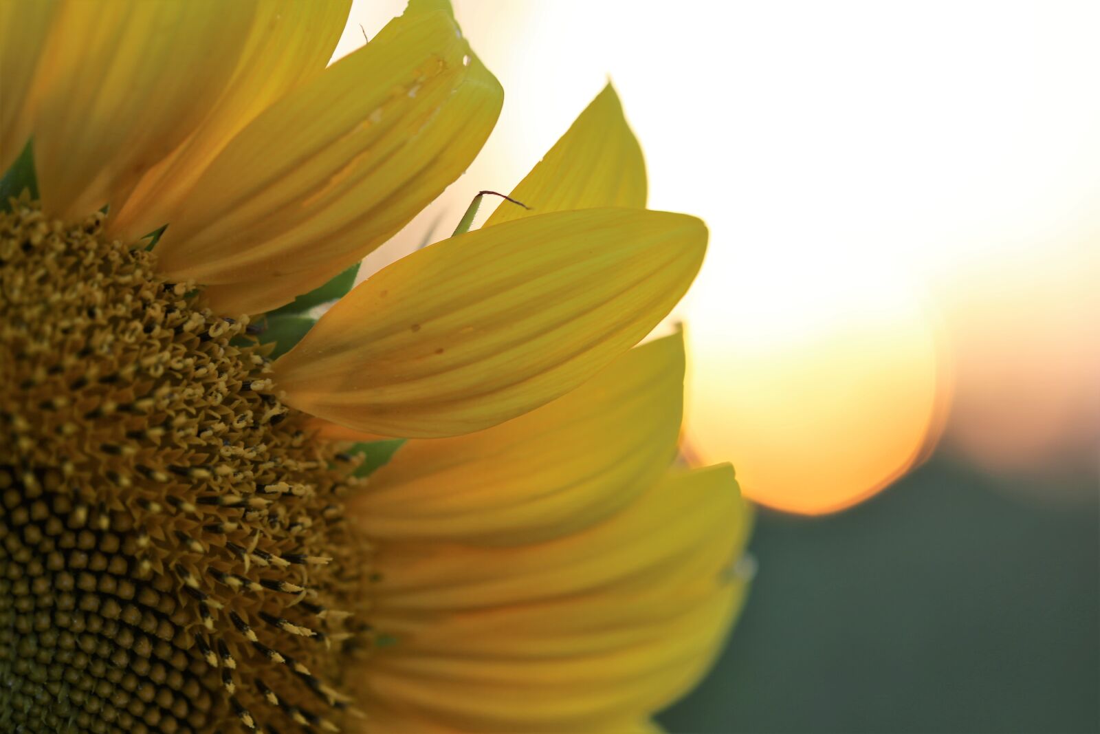 Canon EOS 6D + Canon EF 100mm F2.8 Macro USM sample photo. Sunflower, sun, sunset photography
