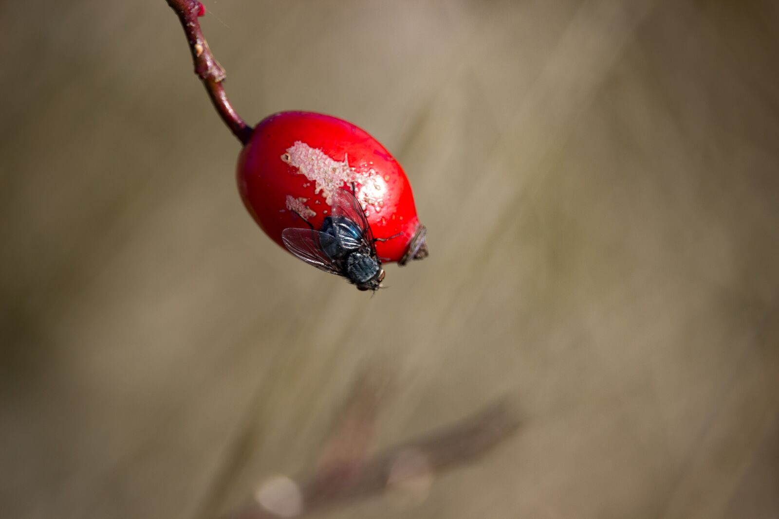 Canon EF-S 55-250mm F4-5.6 IS STM sample photo. Fly, rose hip, red photography