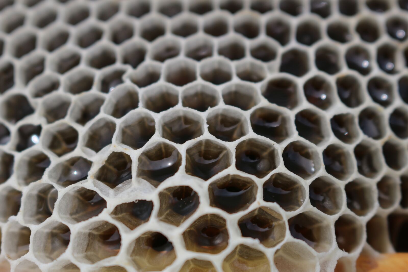 Canon EOS 100D (EOS Rebel SL1 / EOS Kiss X7) sample photo. Honey, reflection, sweetness photography