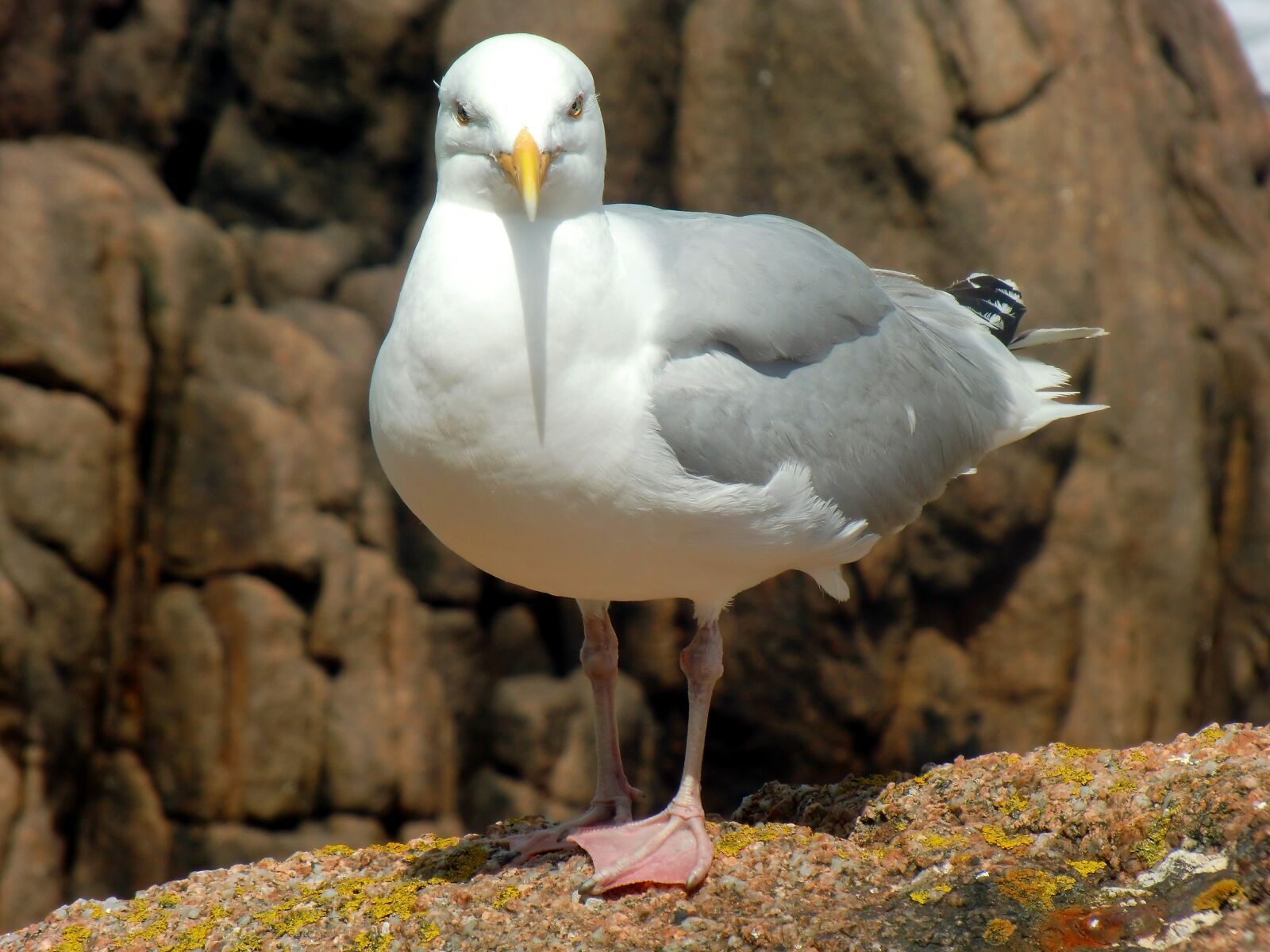 CASIO EX-H10 sample photo. Seagull, herring gull, larus photography