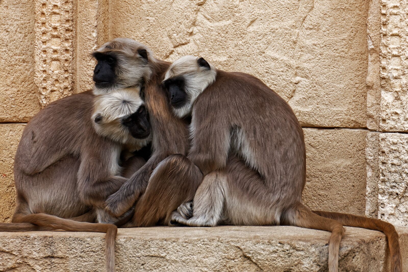 Canon EOS 40D sample photo. Primates, monkey, india photography