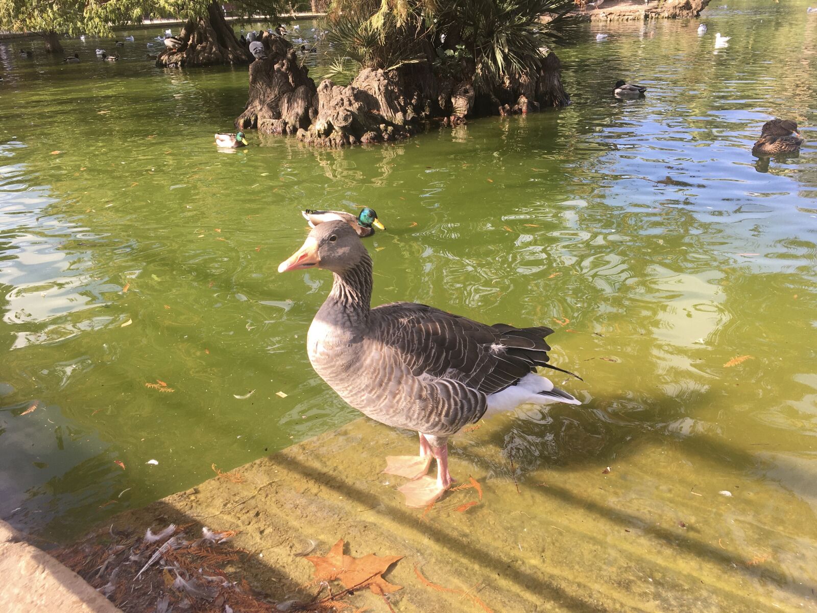 iPhone 6s back camera 4.15mm f/2.2 sample photo. Duck, bird, geese photography