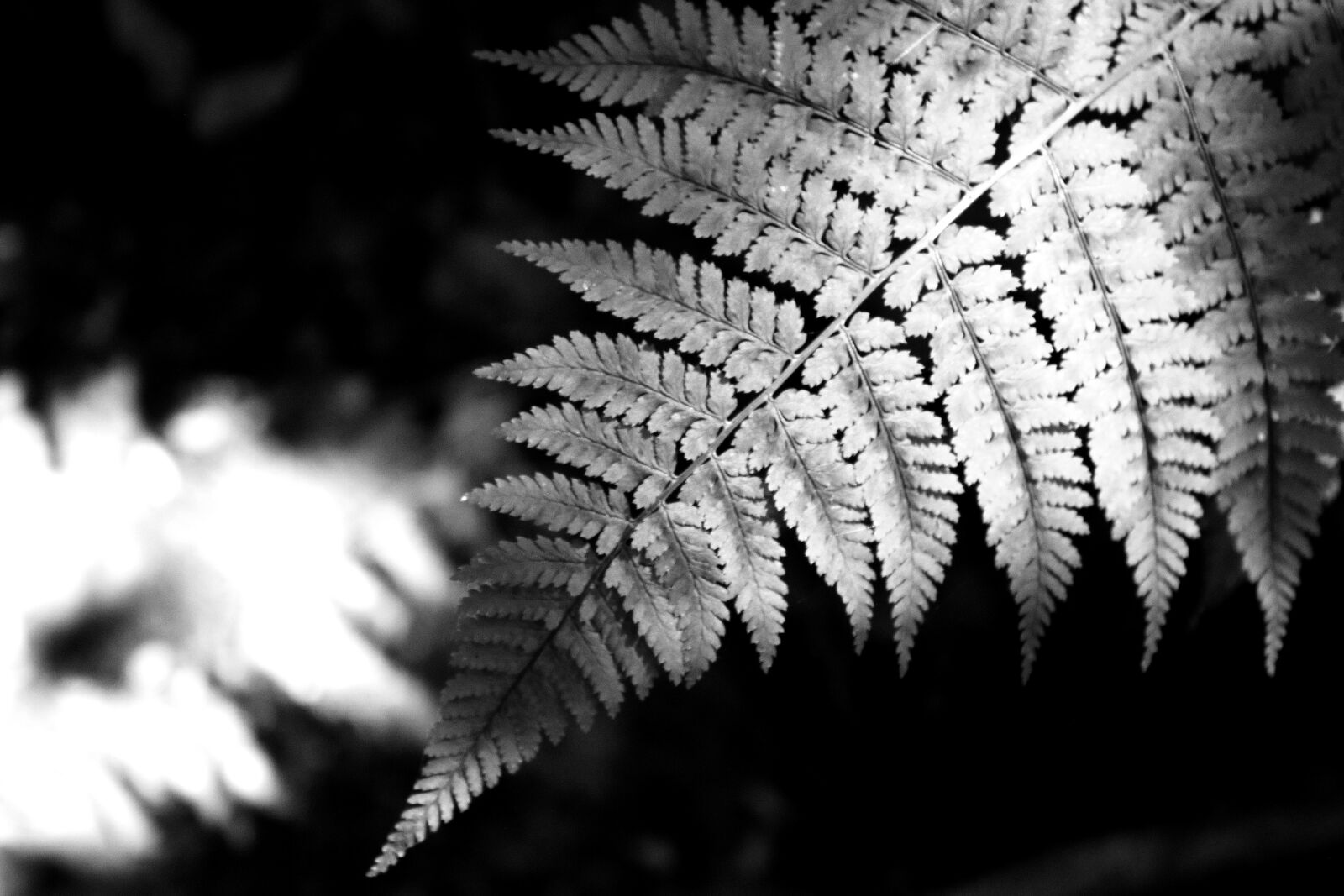 Canon EF-S 18-55mm F3.5-5.6 IS sample photo. Fern, plant, nature photography