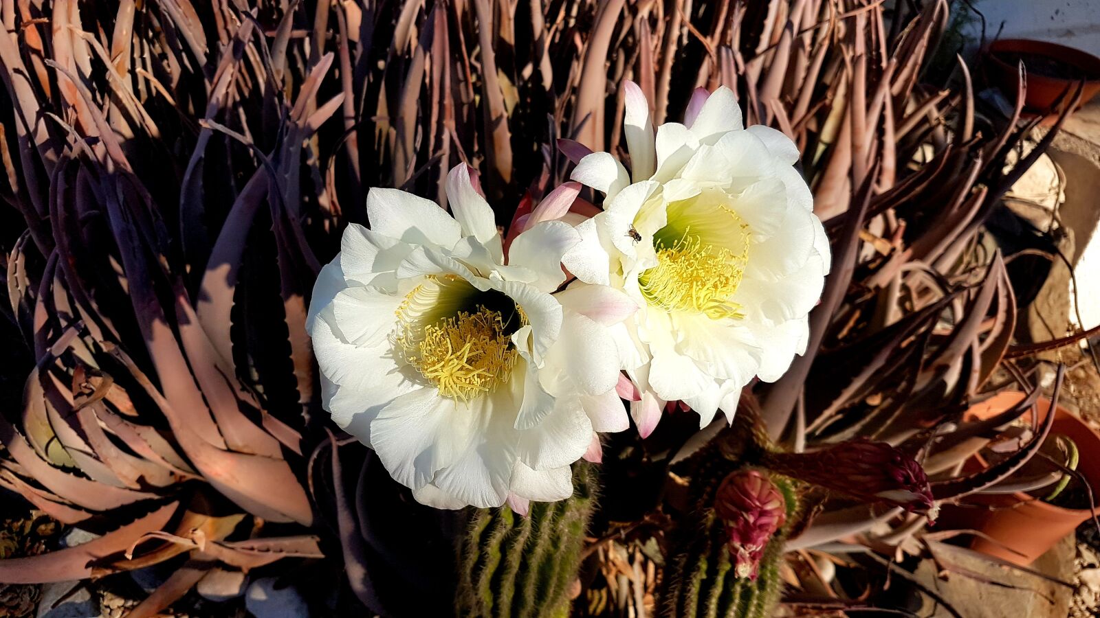 Samsung Galaxy S7 sample photo. Cactus blossom, cactus, blossom photography