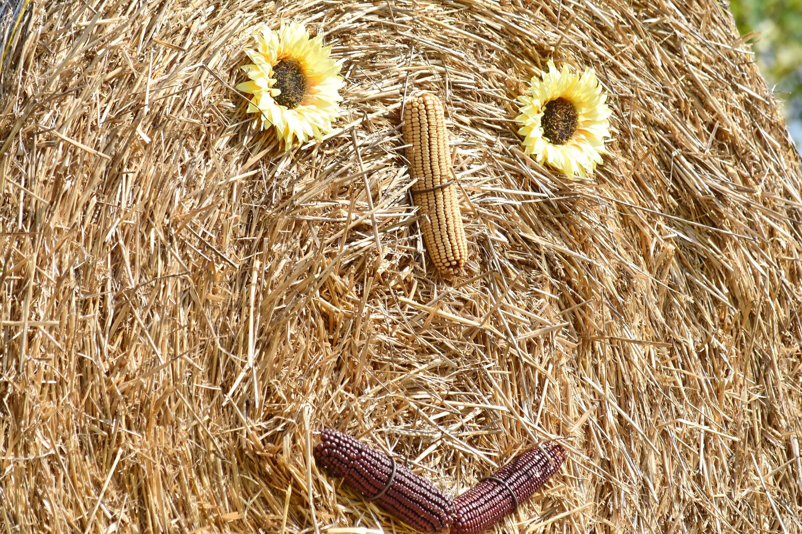 Nikon D5500 sample photo. Corn, decoration, face, funny photography