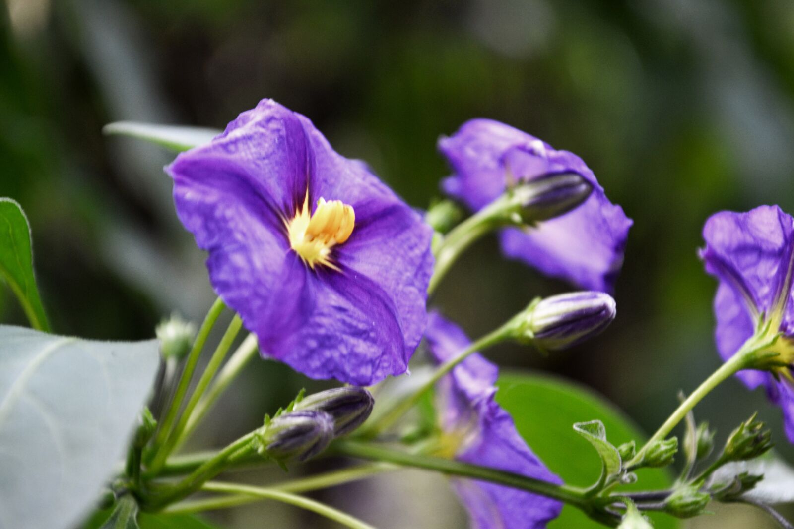 Nikon D3100 sample photo. Purple, blossom, bloom photography