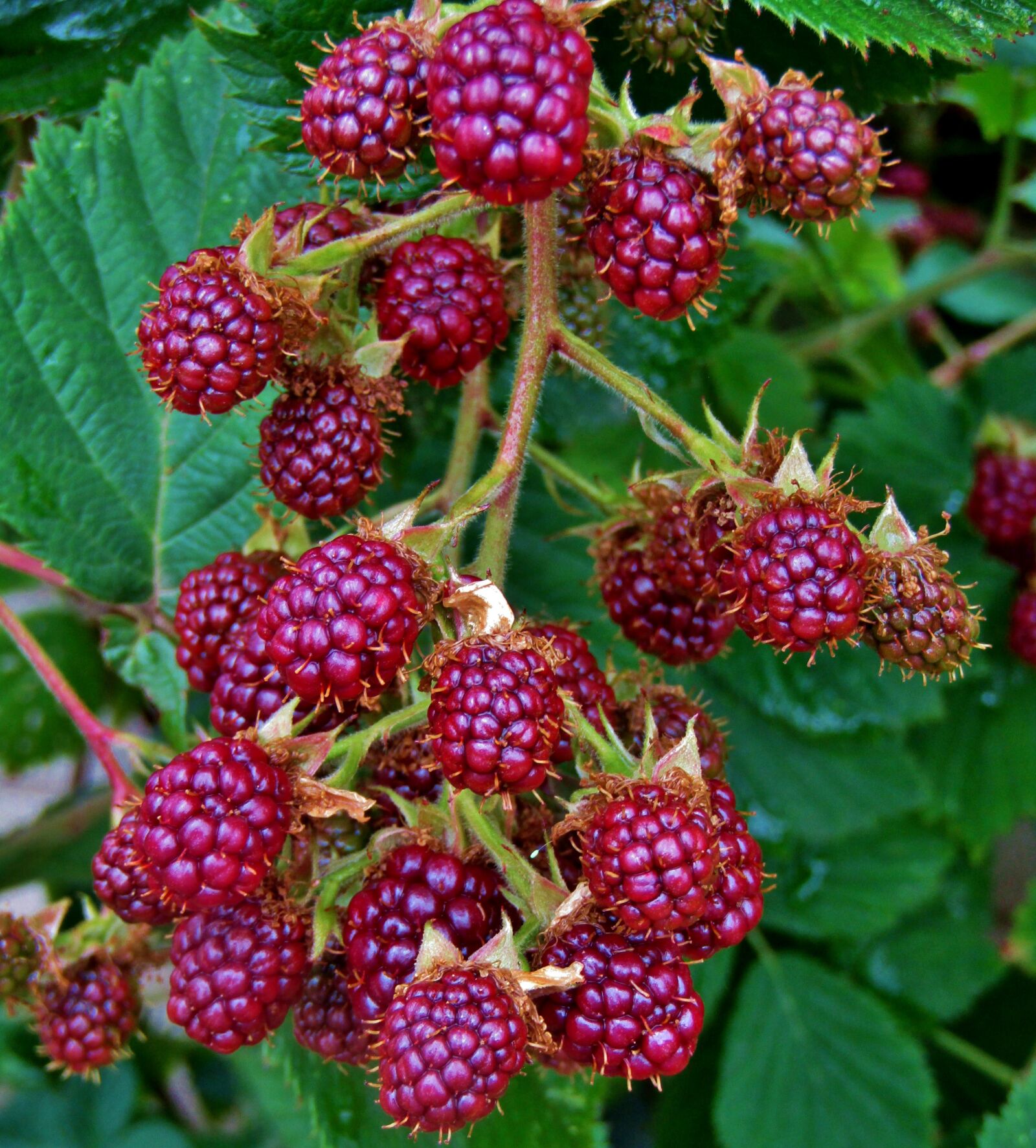 Canon POWERSHOT SX432 IS sample photo. Blackberry, fruit, hedge photography