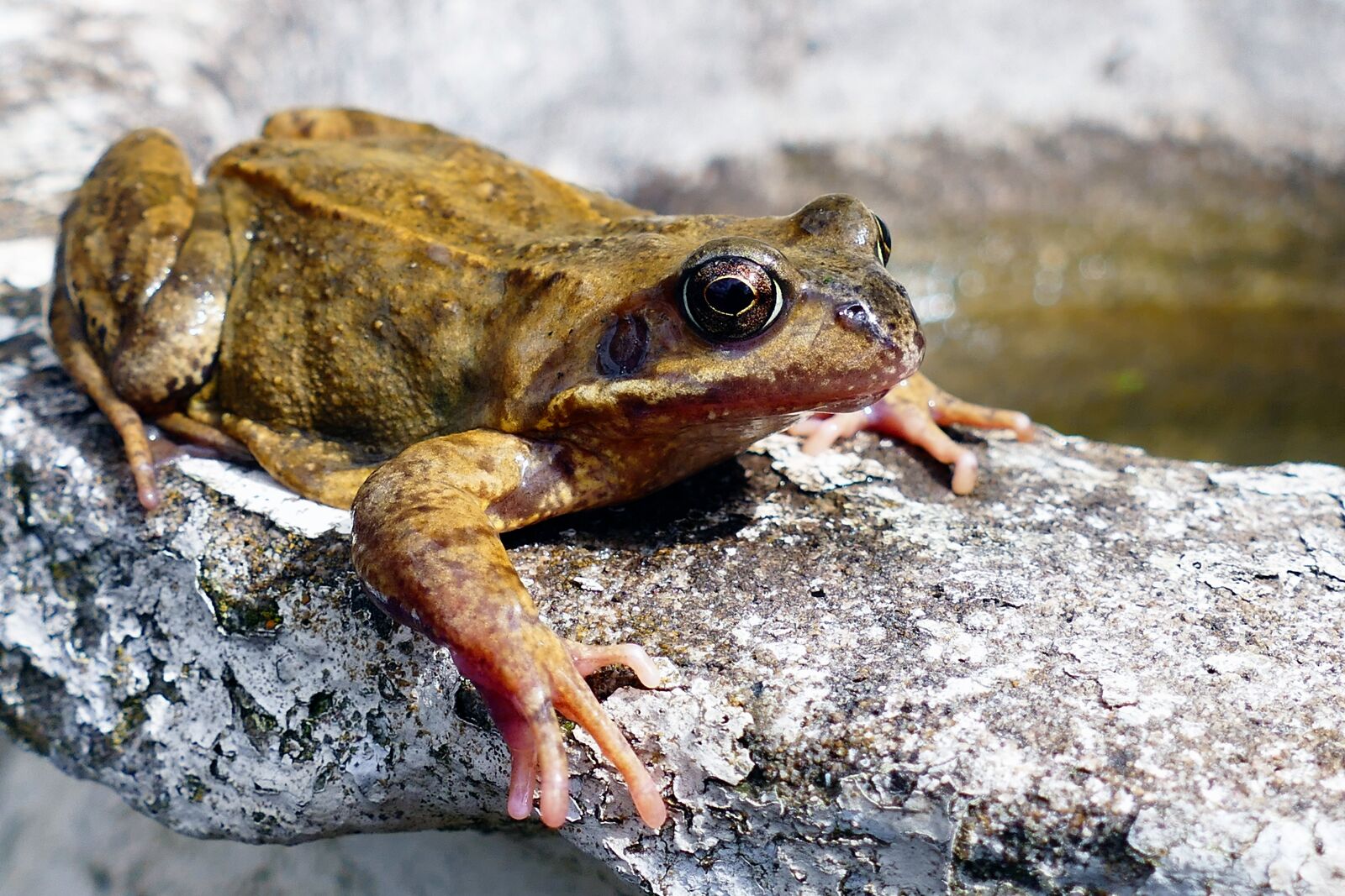 Panasonic Lumix DMC-FZ1000 sample photo. Animals, frogs, amphibian photography