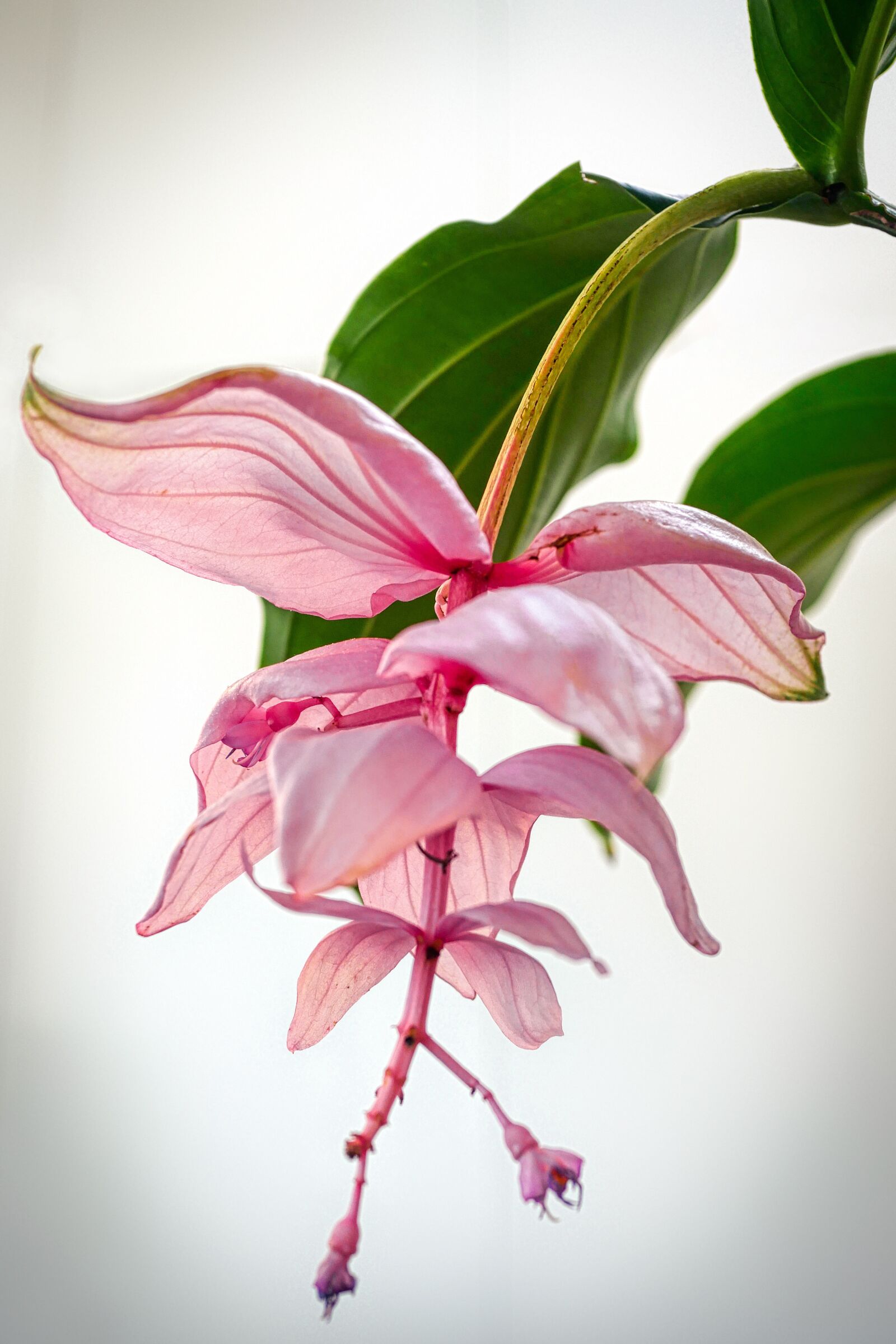 Panasonic Lumix DMC-GX8 sample photo. Orchid, yellow, flower photography