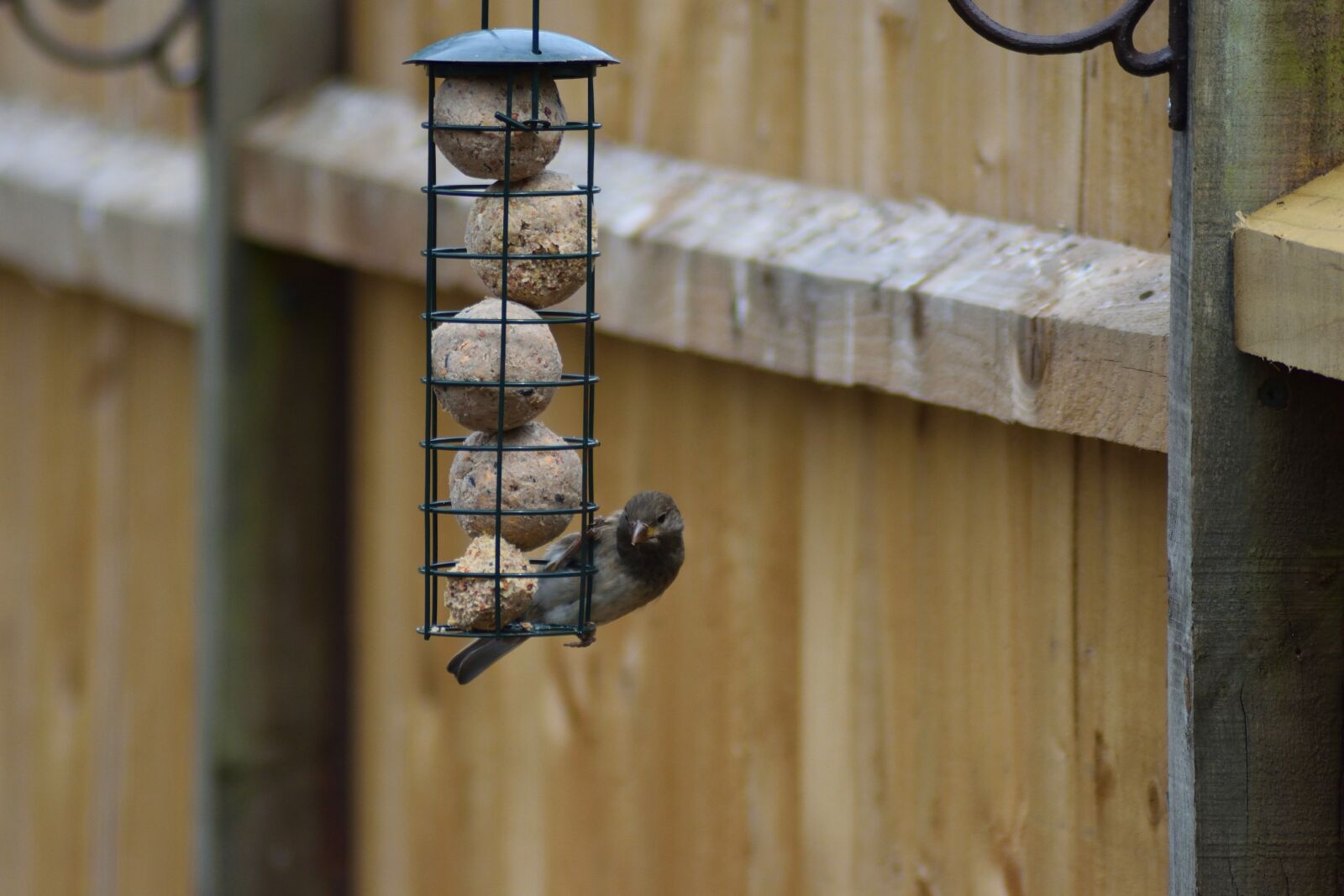 Nikon D3300 sample photo. Seed, feeder, garden photography