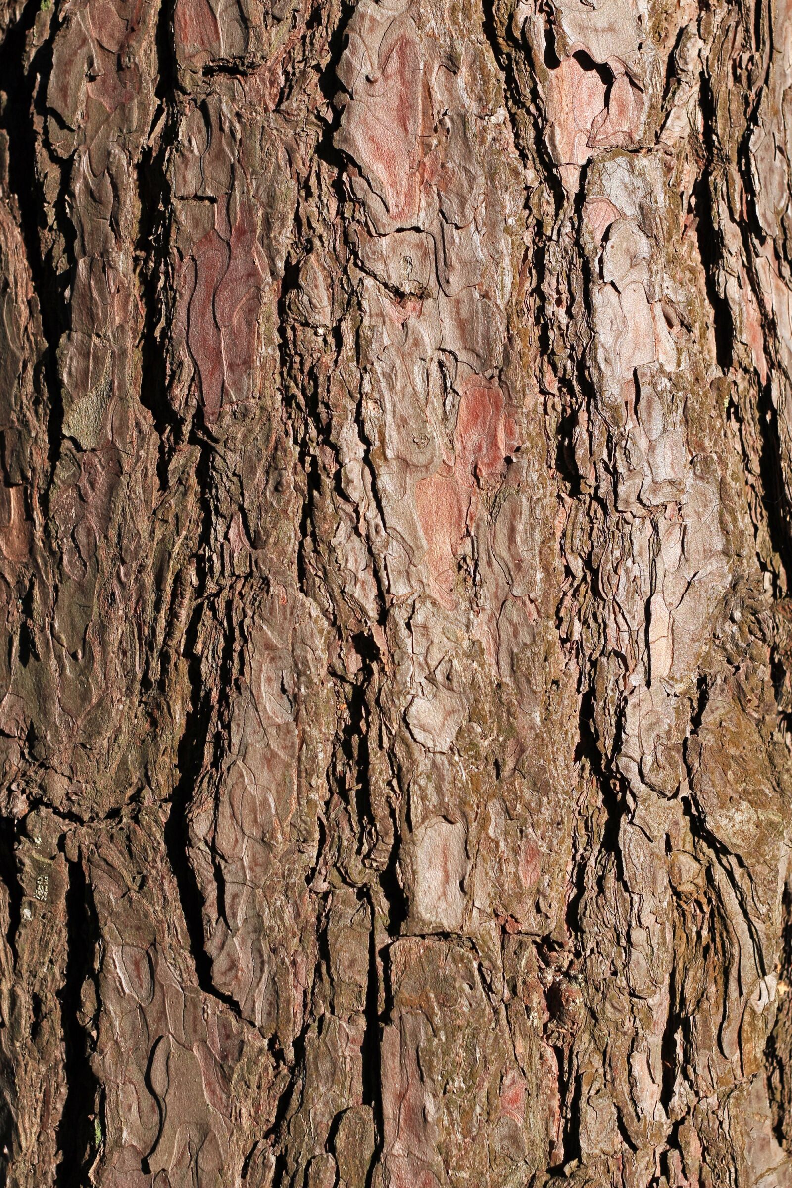 Canon EOS 100D (EOS Rebel SL1 / EOS Kiss X7) + Canon EF 40mm F2.8 STM sample photo. Bark, pine, tree photography