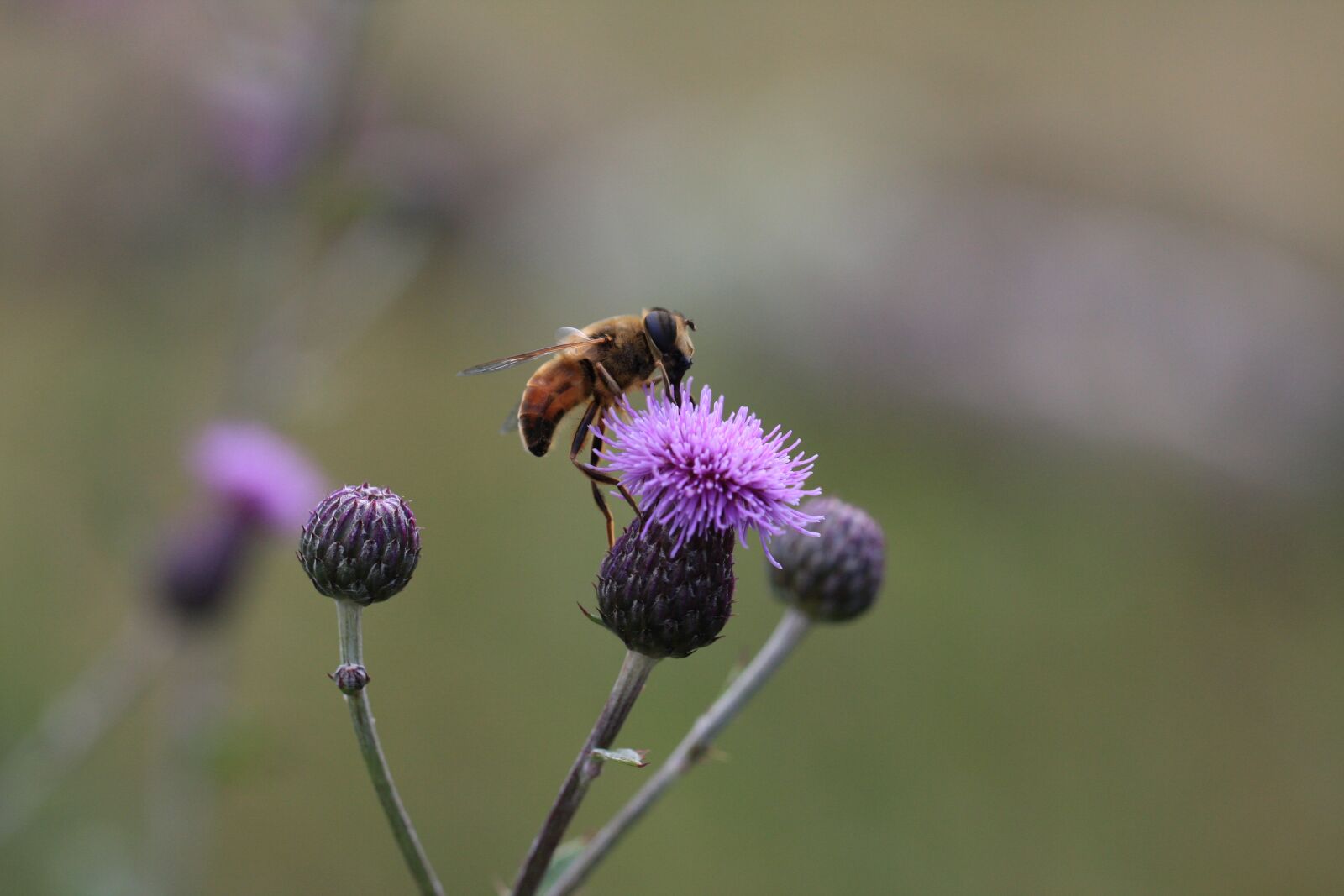 Canon EOS 40D sample photo. Flowers, leaves, nature photography