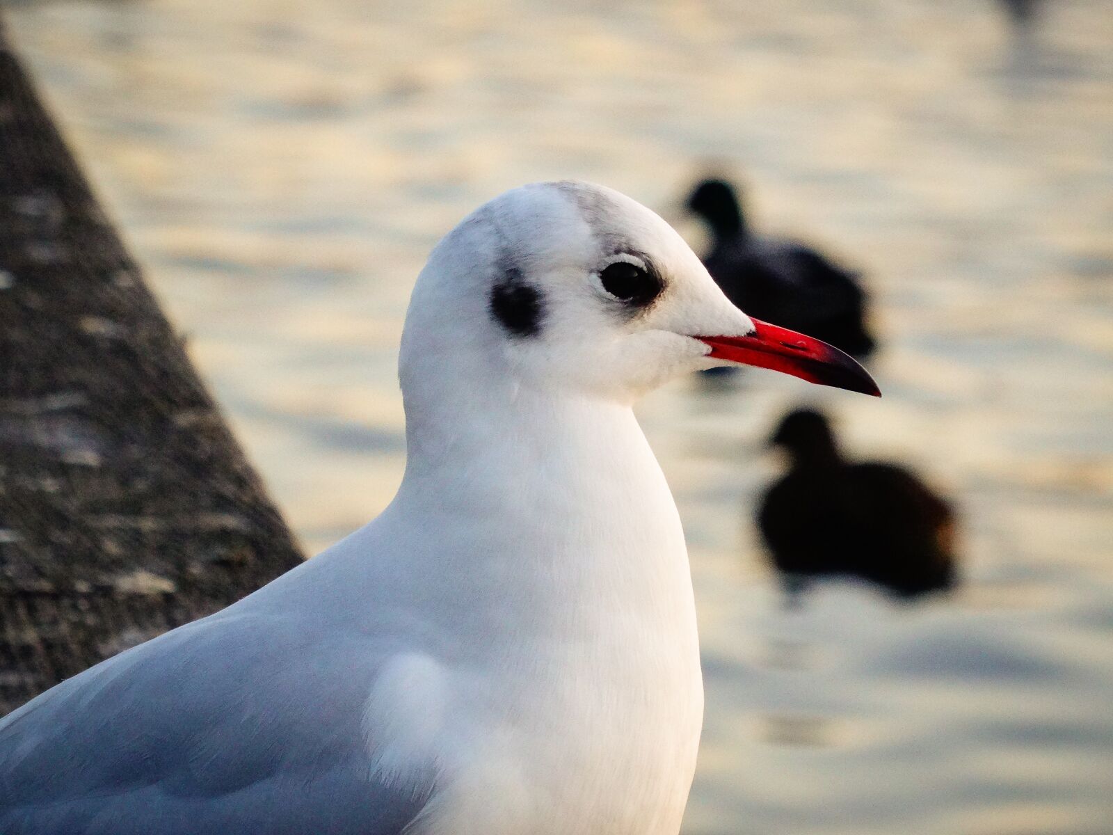 Sony Cyber-shot DSC-HX50V sample photo. Seagull, bird, nature photography