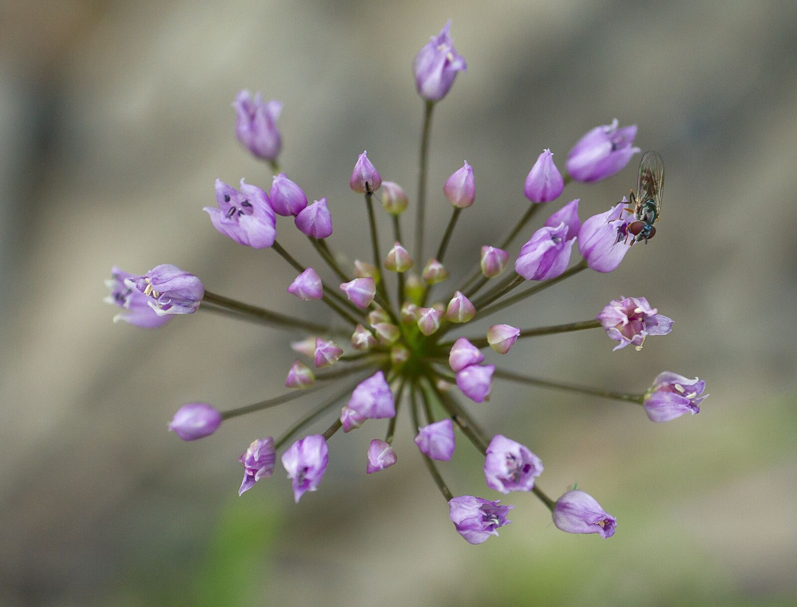 Sony Alpha DSLR-A850 sample photo. Wild leek, purple, flowers photography