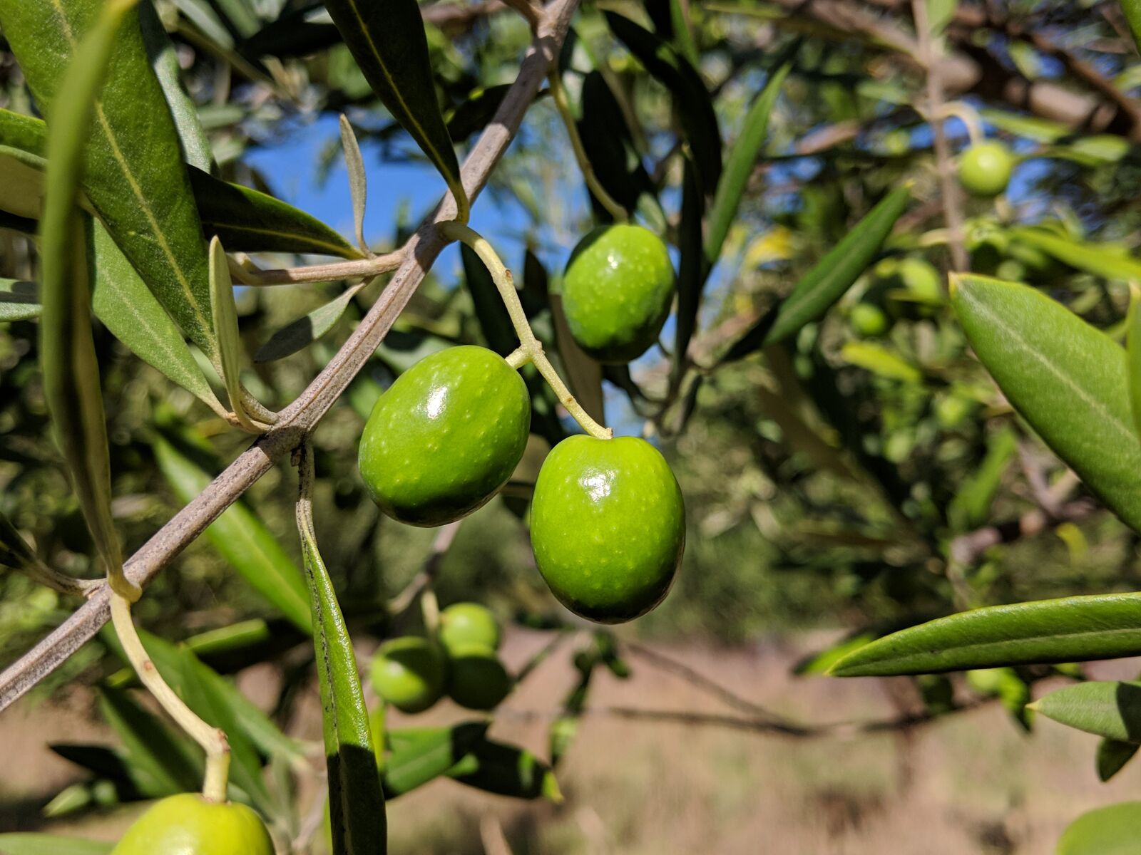 Google Pixel 2 sample photo. Fruit, food, agriculture photography