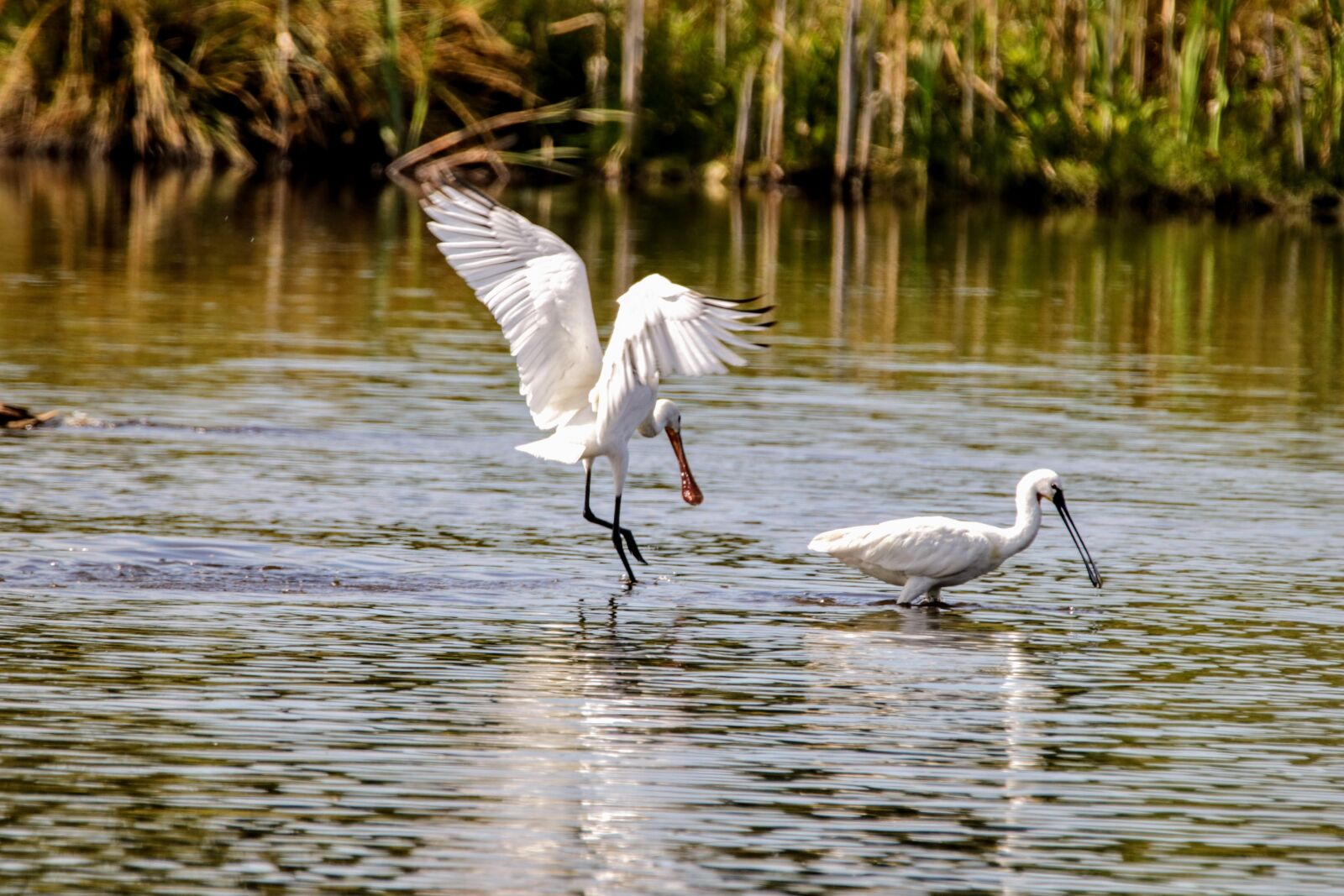 Canon EOS 750D (EOS Rebel T6i / EOS Kiss X8i) sample photo. Birds, body of water photography