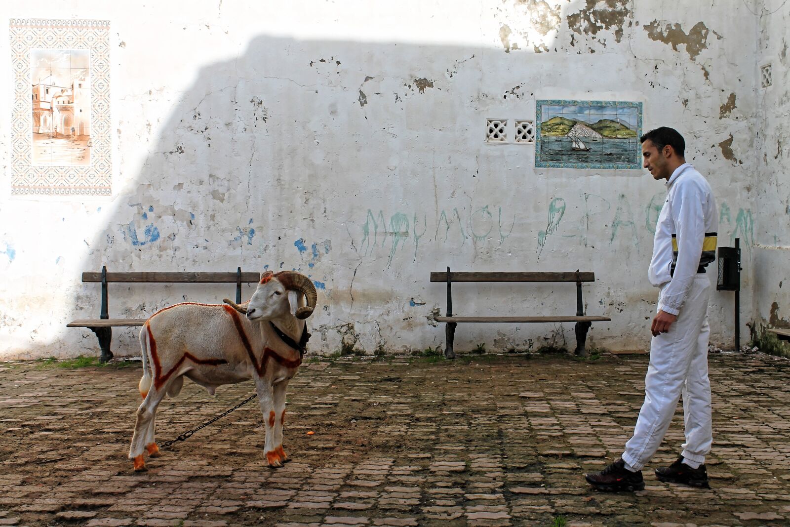 Canon EOS 1100D (EOS Rebel T3 / EOS Kiss X50) sample photo. Bock, mutton, sheep photography