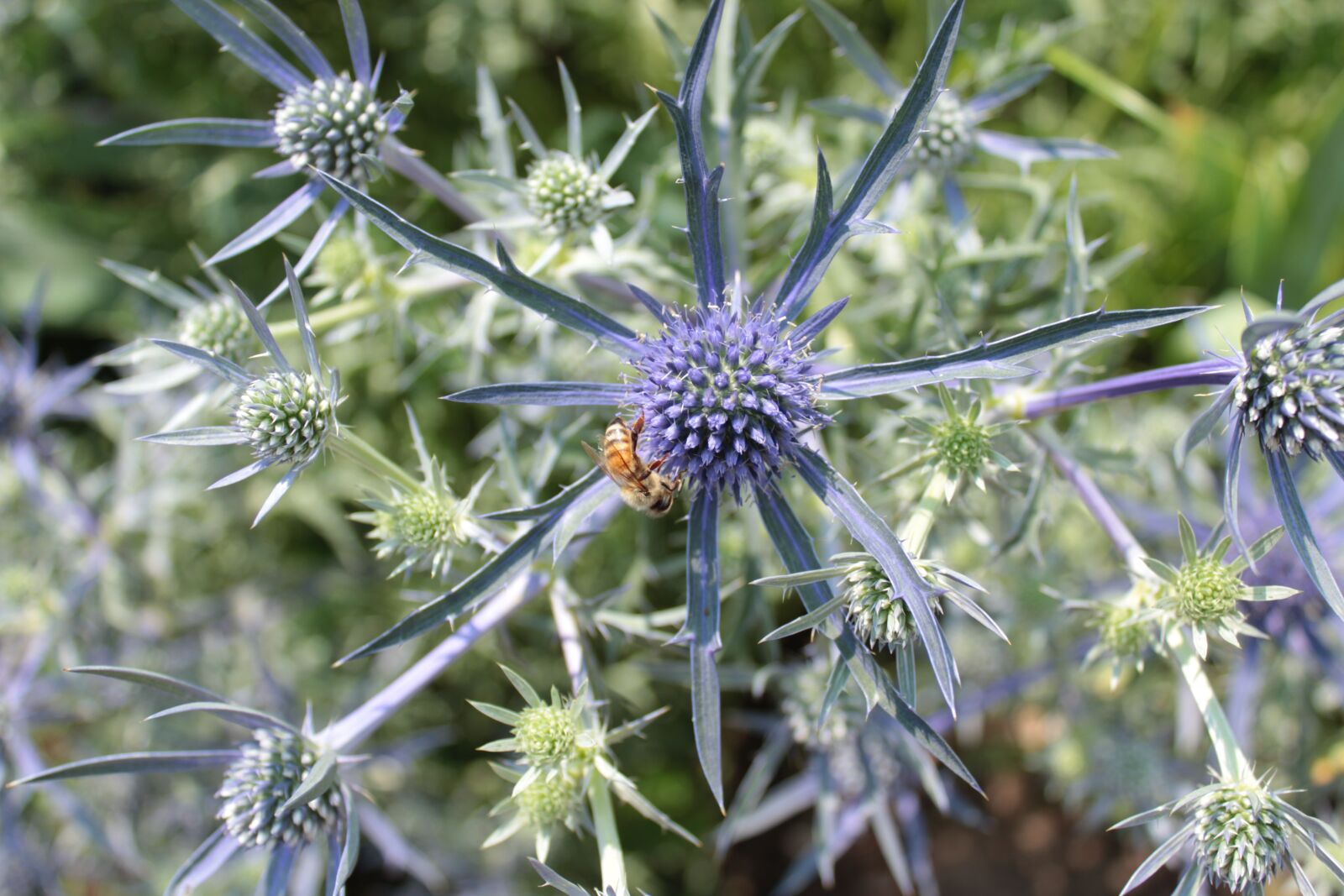 Canon EOS 1300D (EOS Rebel T6 / EOS Kiss X80) sample photo. Plant, blue, bee photography