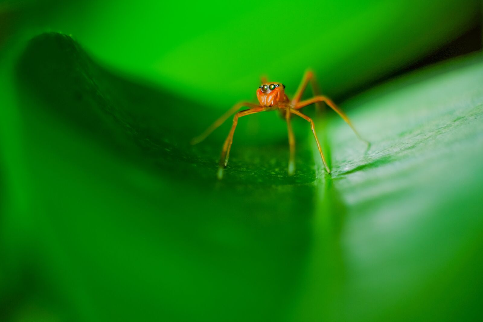 Fujifilm X-E2 sample photo. Spider, green, macro photography
