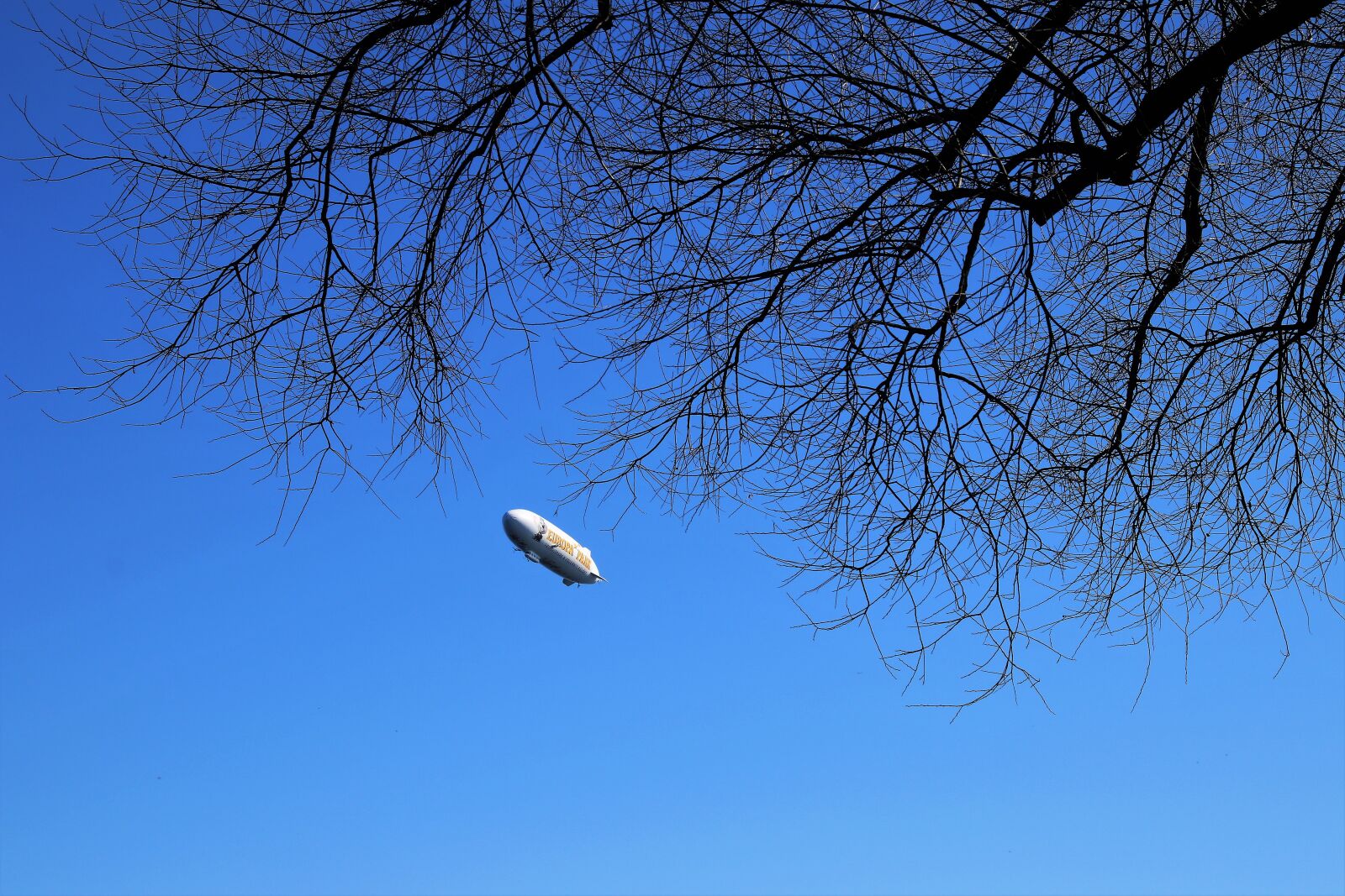 Canon EOS 80D sample photo. Zeppelin, tree, view photography